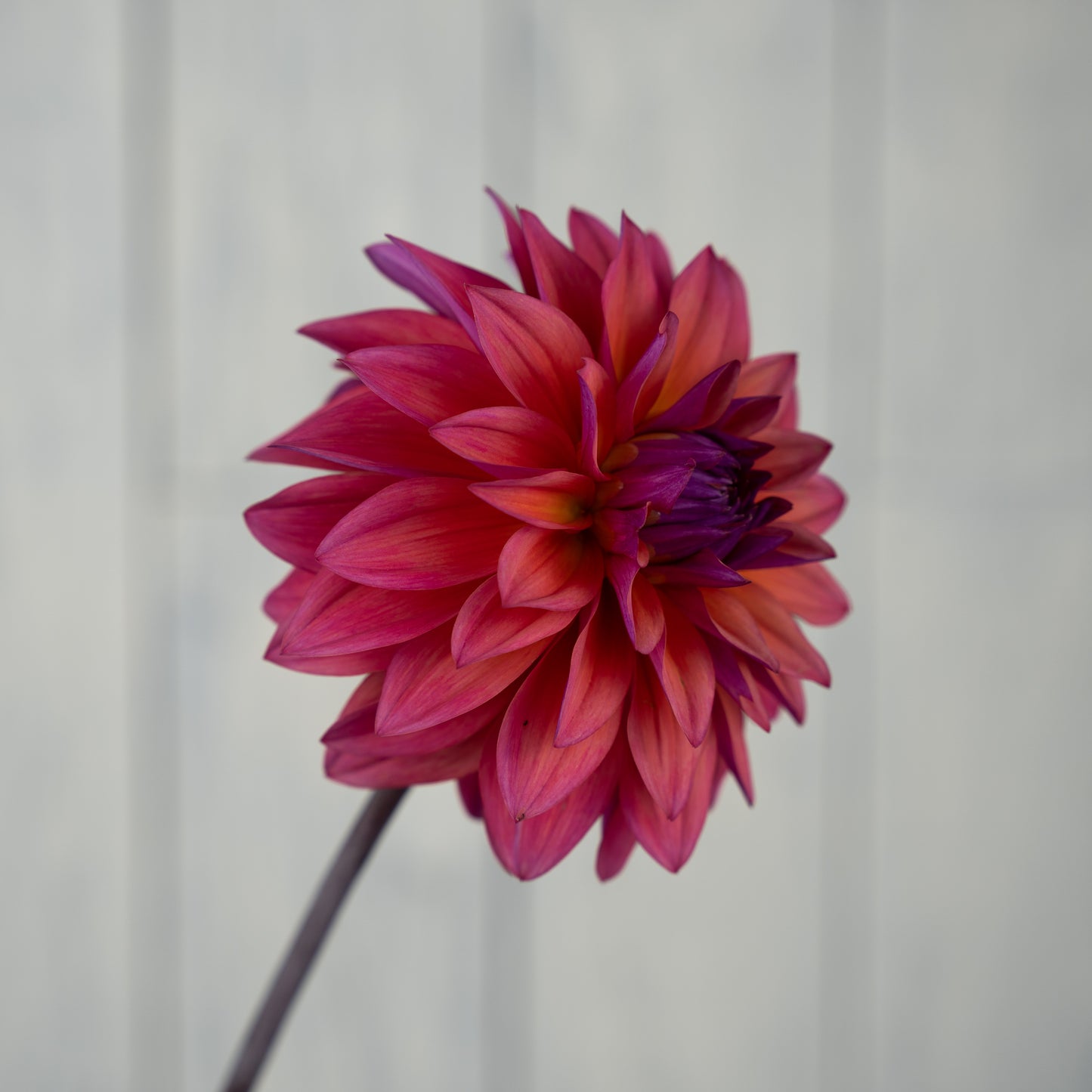 american dawn dahlia tuber