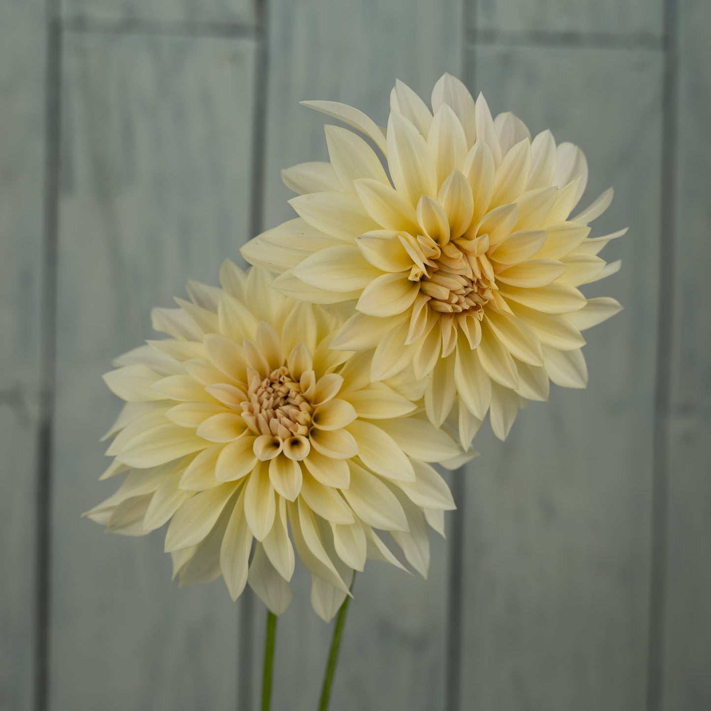 Cafe au Lait Mini (Jolene) Dahlia Tuber