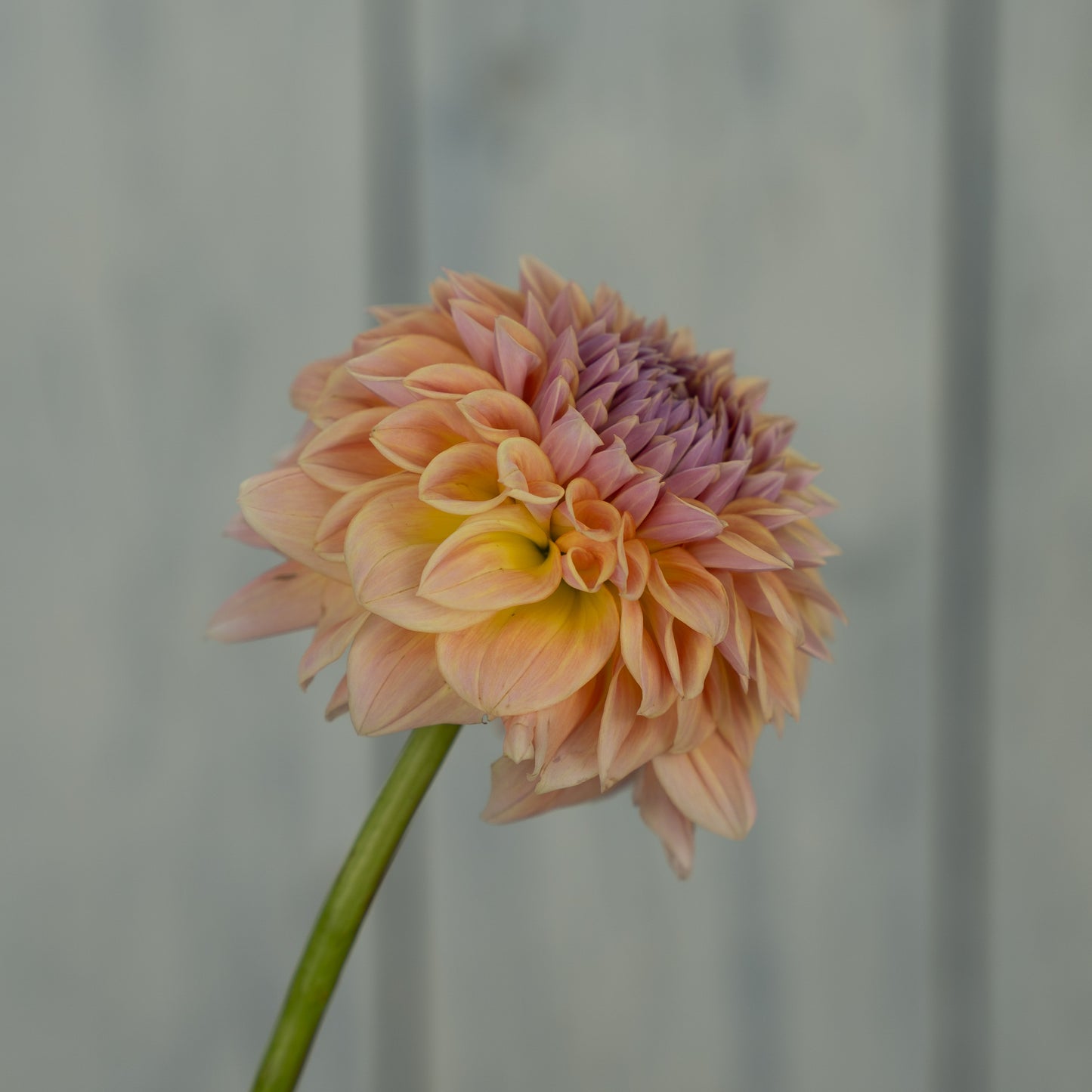 RM Summer Haze Dahlia Tuber