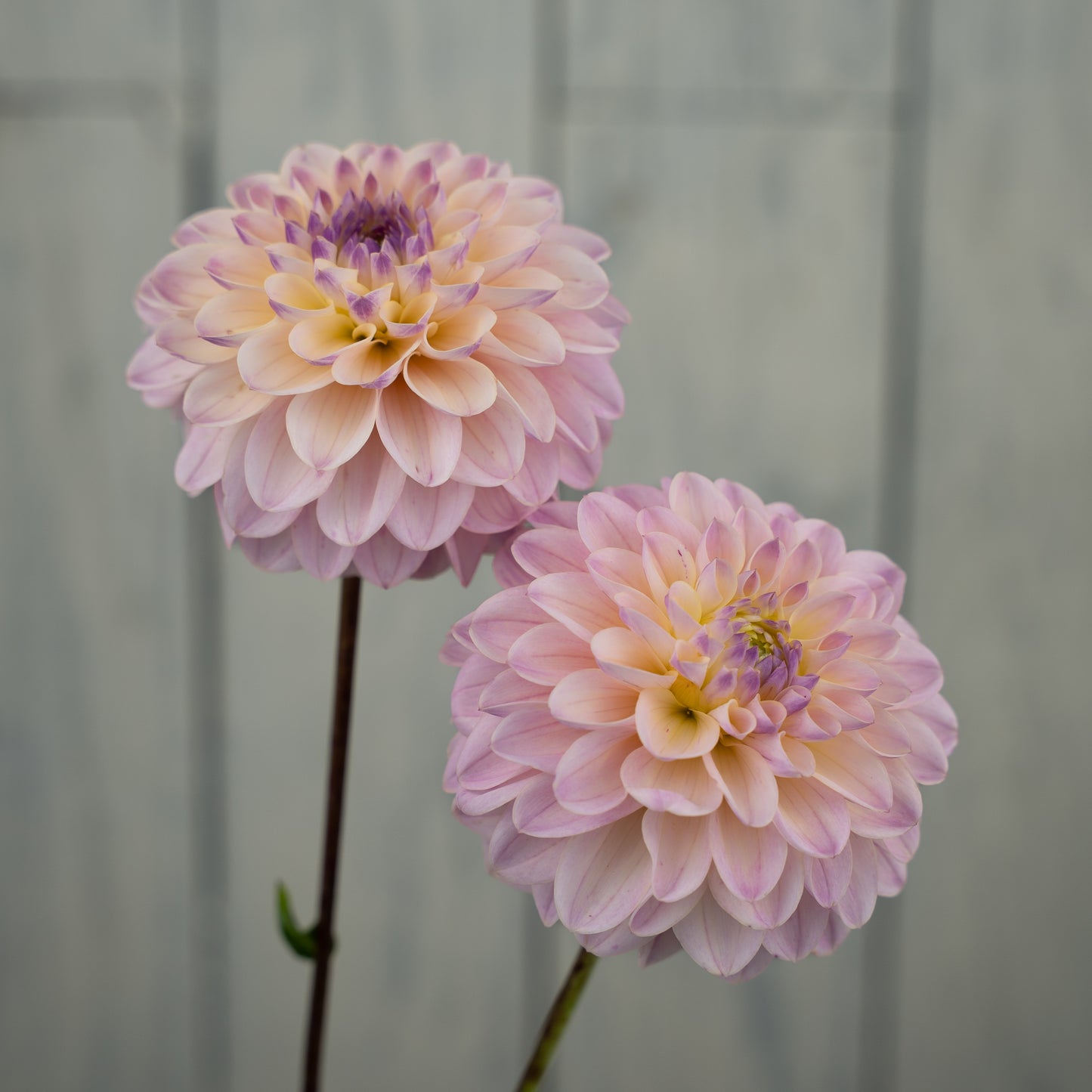 RM Karoline Dahlia Tuber- LIMIT 1