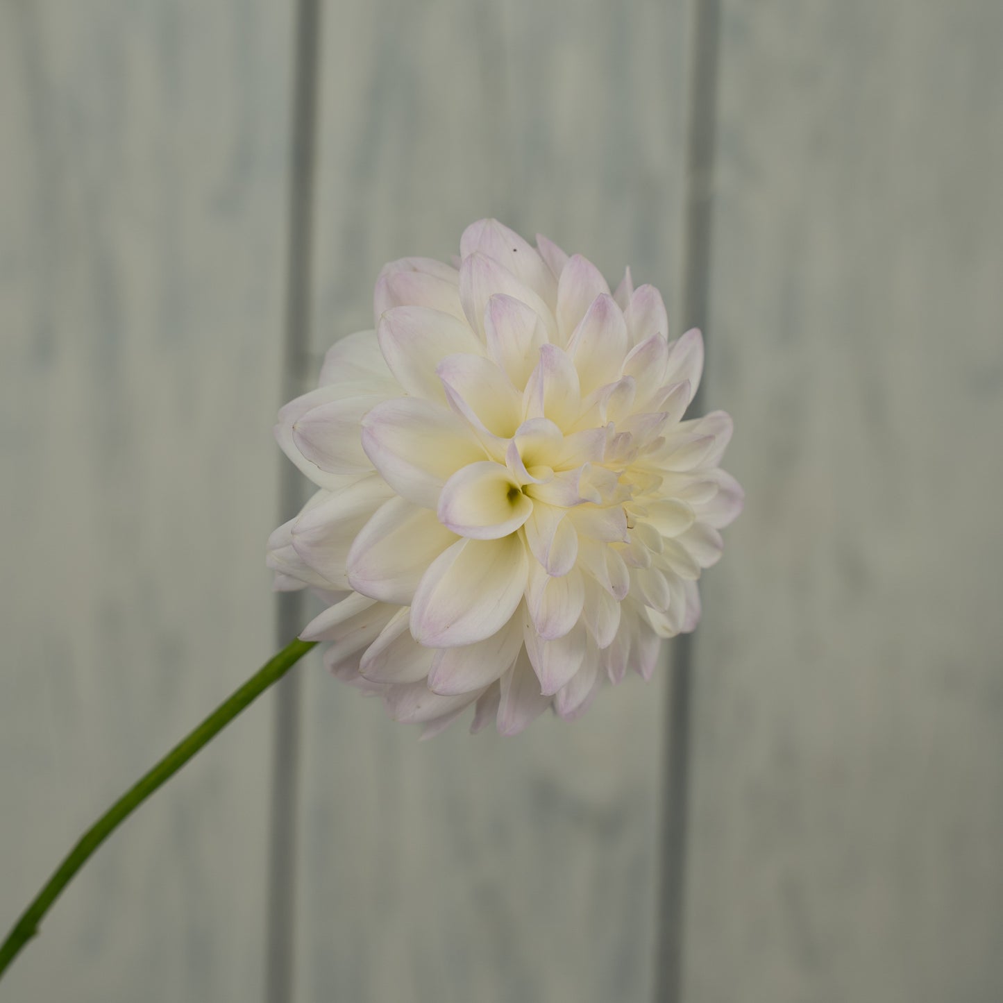 RM Frosting Dahlia Tuber- LIMIT 1