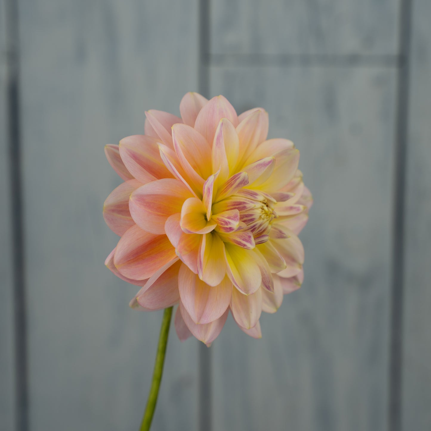 Sheer Heaven Dahlia Tuber- LIMIT 1