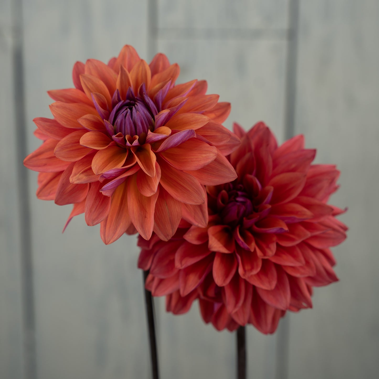 American Dawn Dahlia Tuber- LIMIT 1