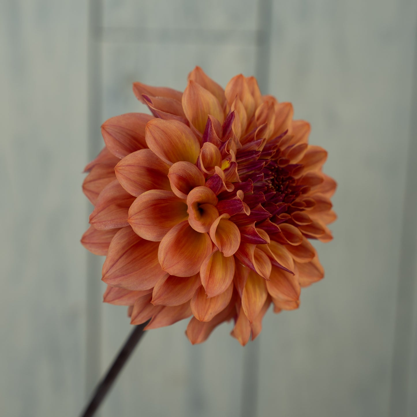 Bloomquist Azalea Dahlia Tuber- LIMIT 1