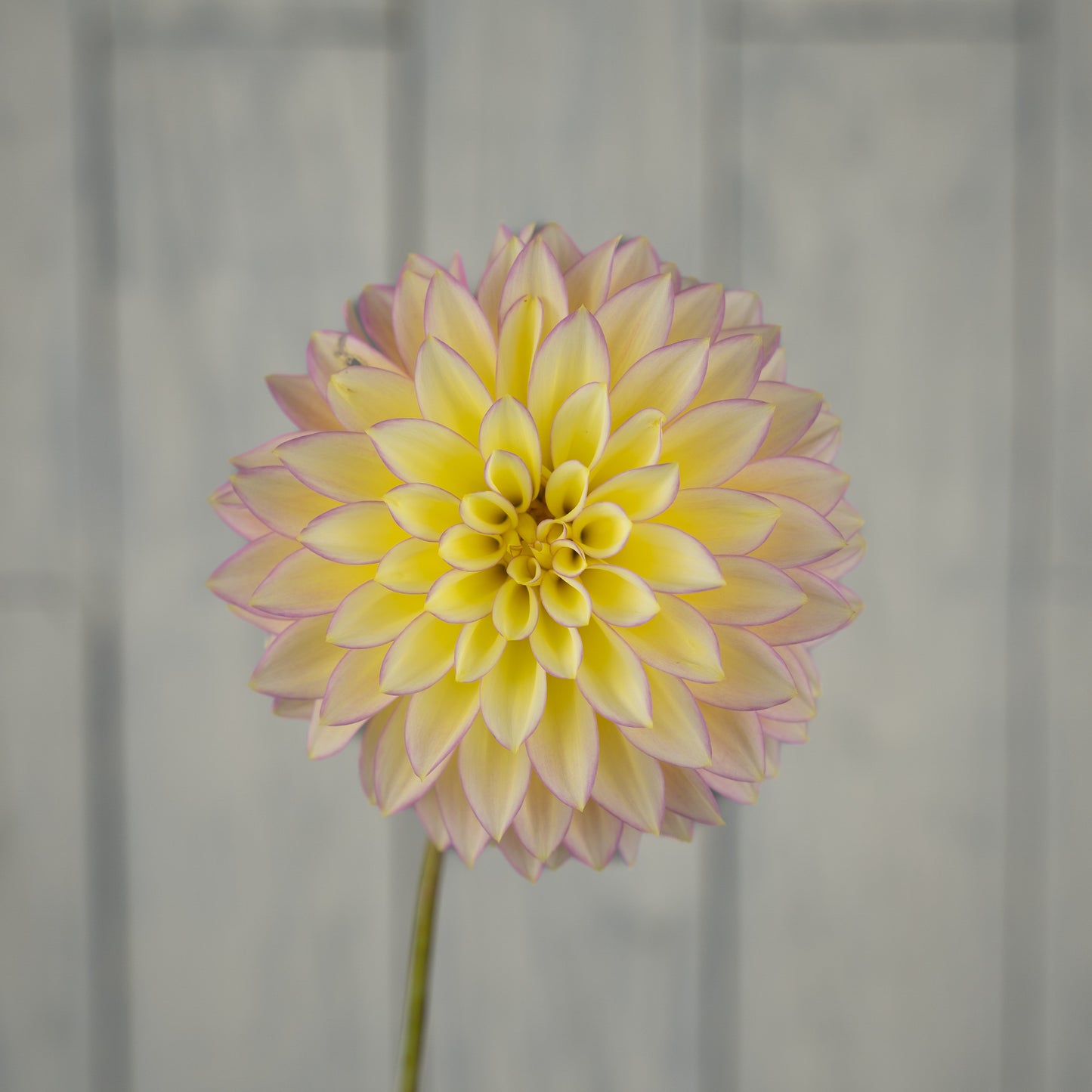 bloomquist blush dahlia tuber