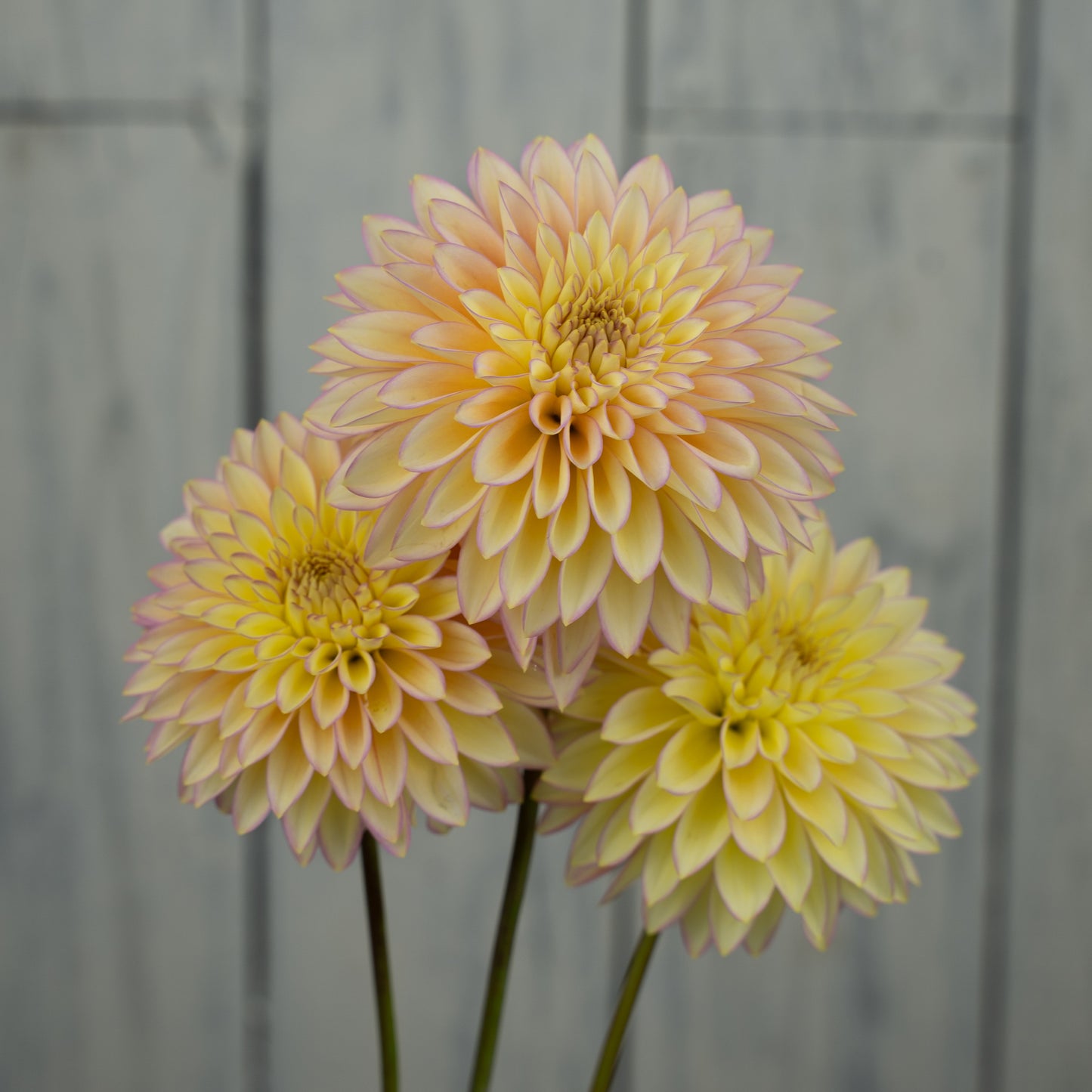 Bloomquist Blush Dahlia Tuber
