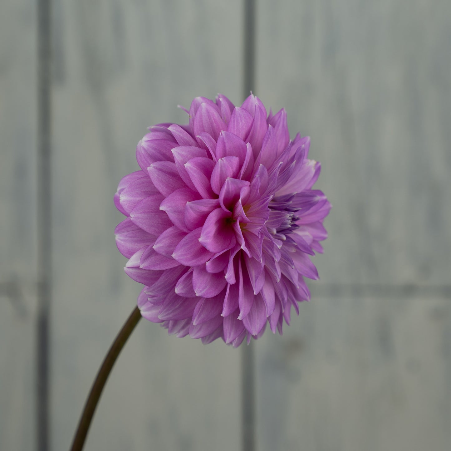 Bloomquist Clear Delight Dahlia Tuber