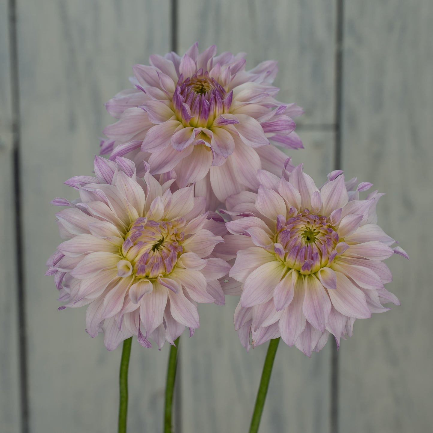 Bloomquist Compare Dahlia Tuber