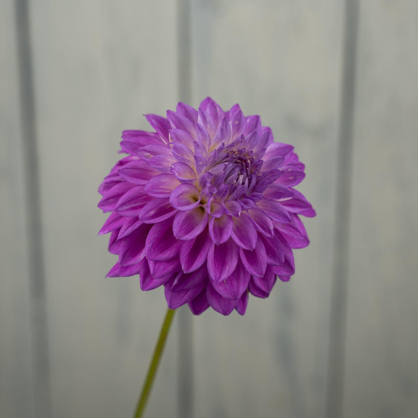 Bloomquist Tassel Dahlia Tuber- LIMIT 1