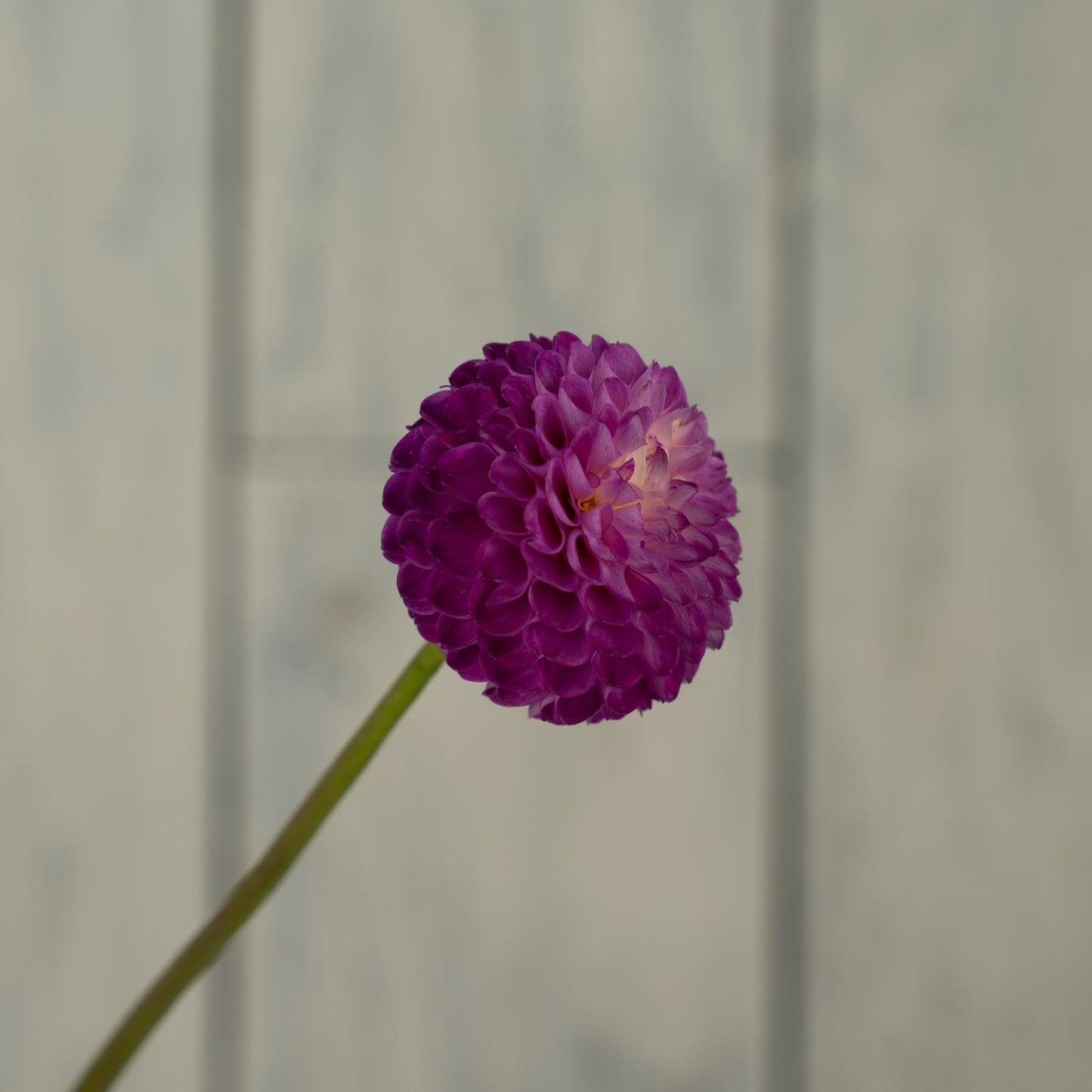 Bloomquist Yea- Potted Dahlia Plant