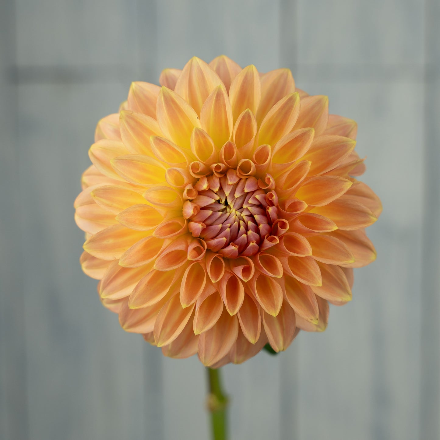 bloomquist alan dahlia tuber