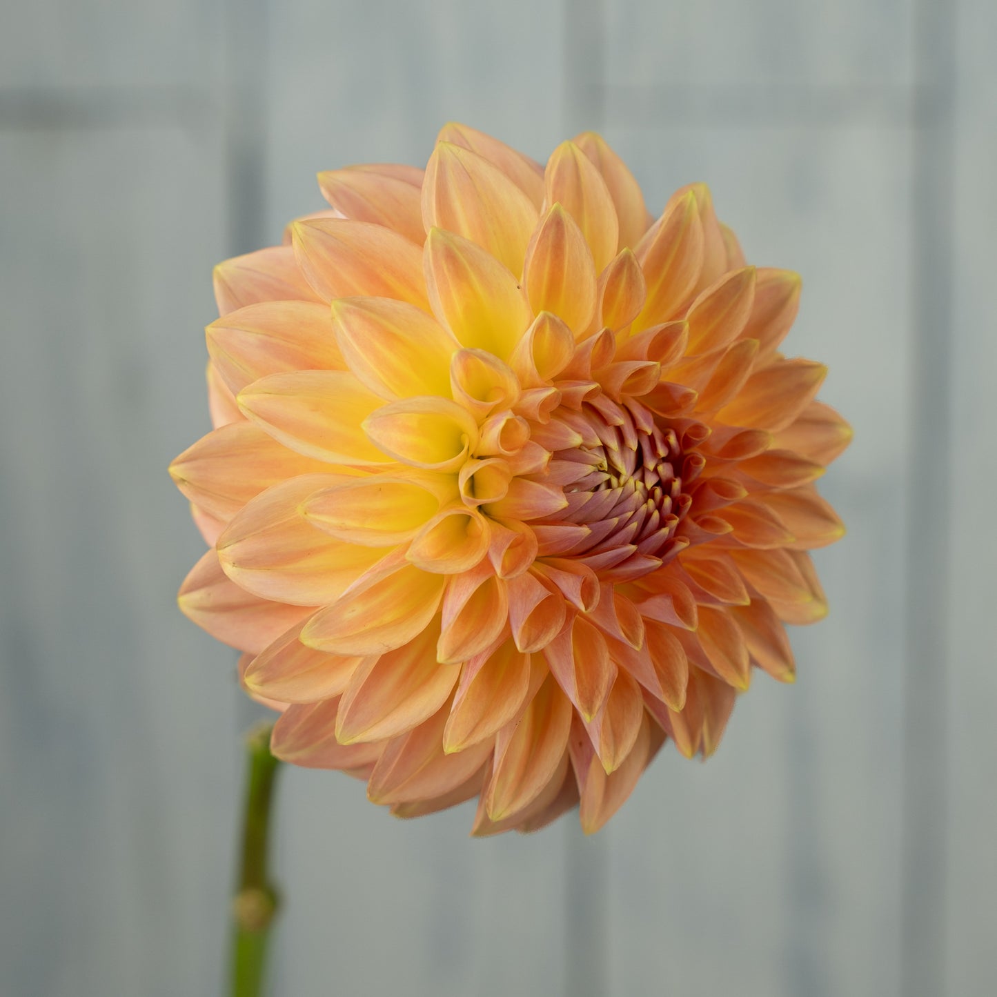 bloomquist alan dahlia tuber