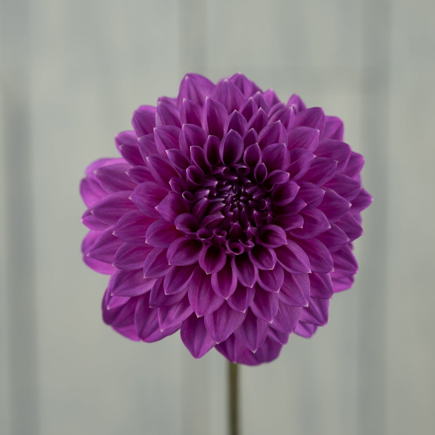 bloomquist clear delight dahlia tuber