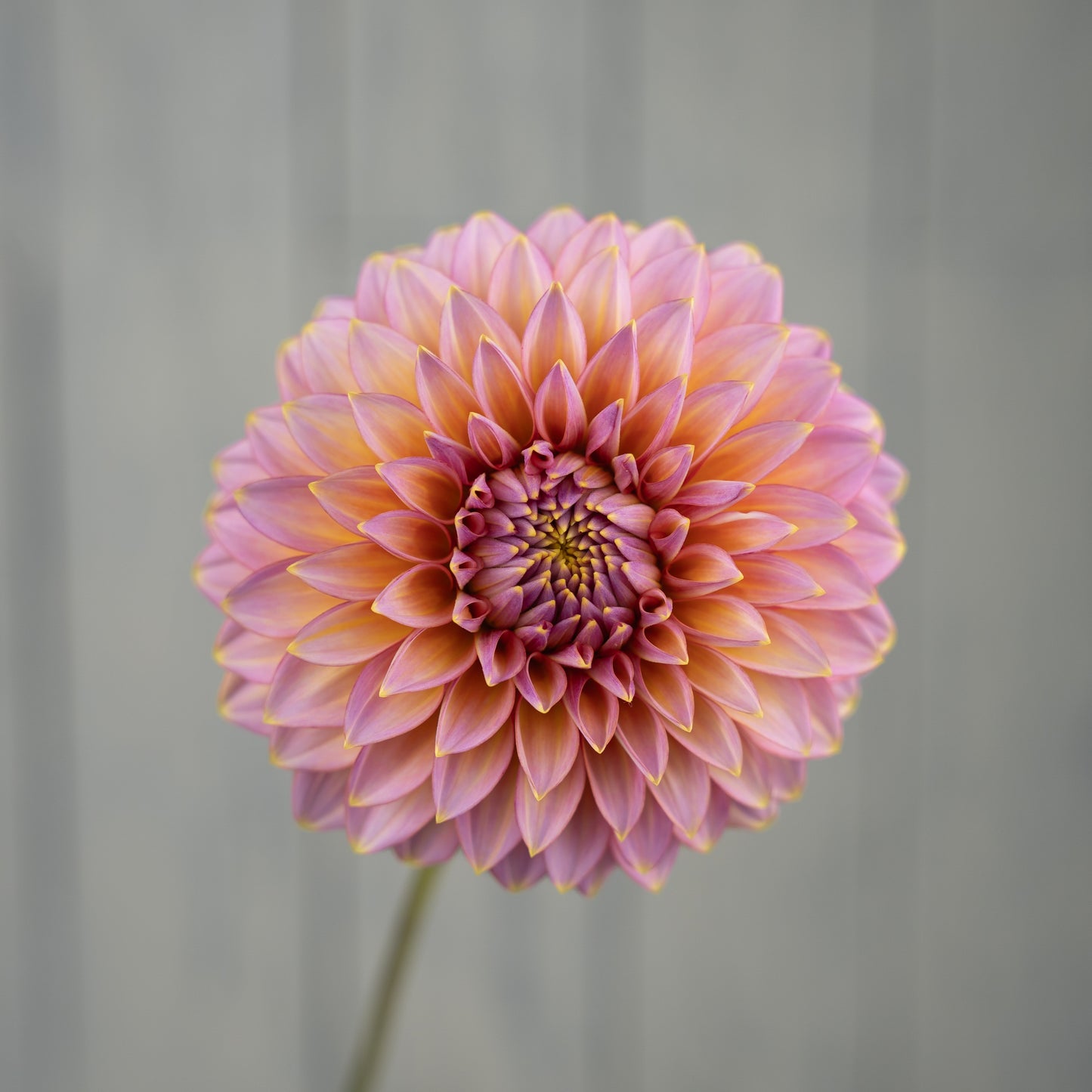 bloomquist mojo dahlia tuber