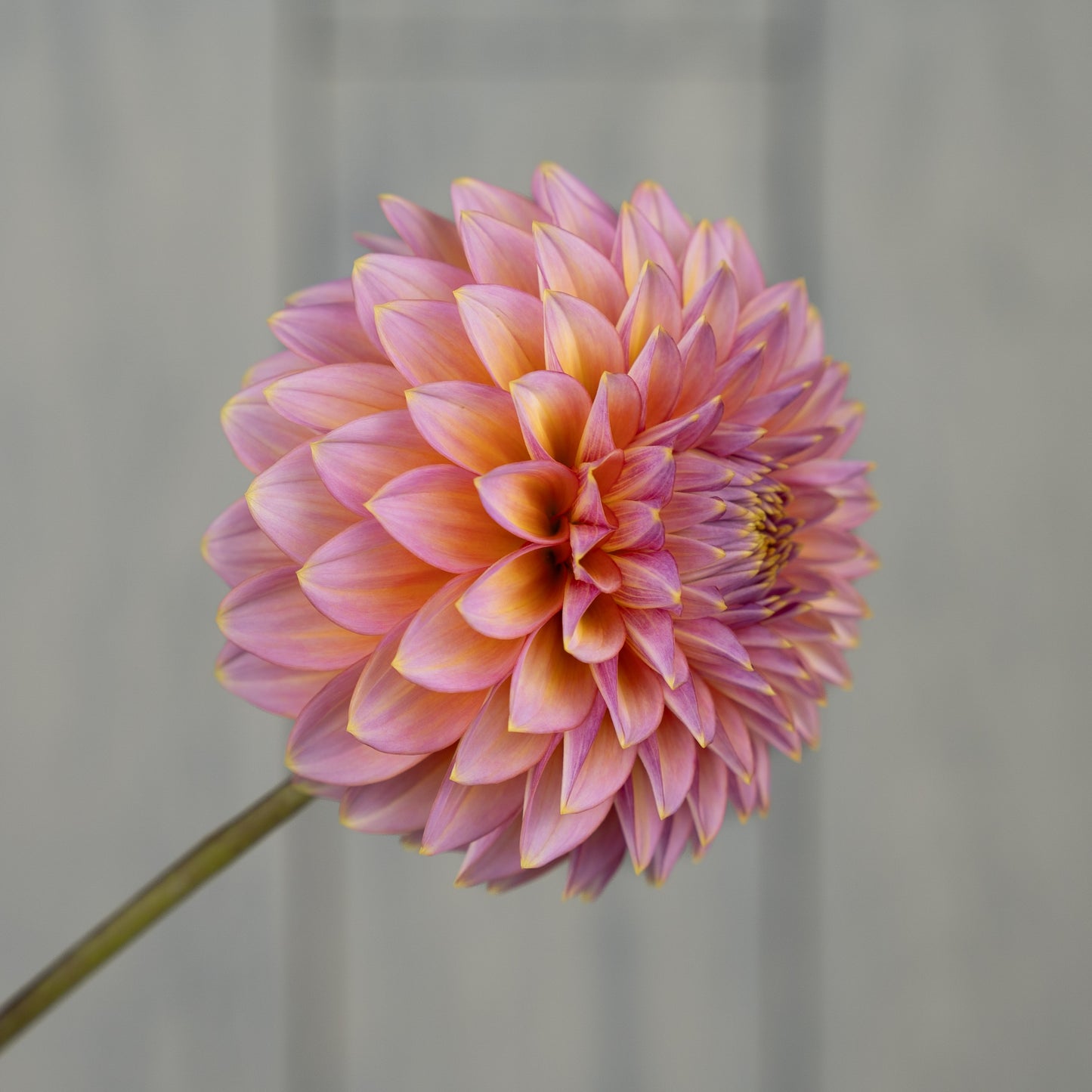 bloomquist mojo dahlia tuber