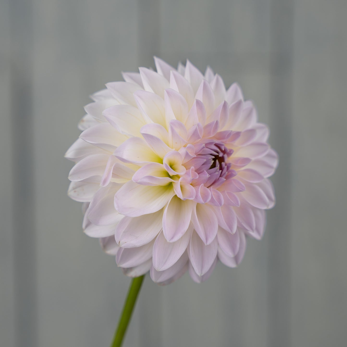 bloomquist tory p dahlia tuber