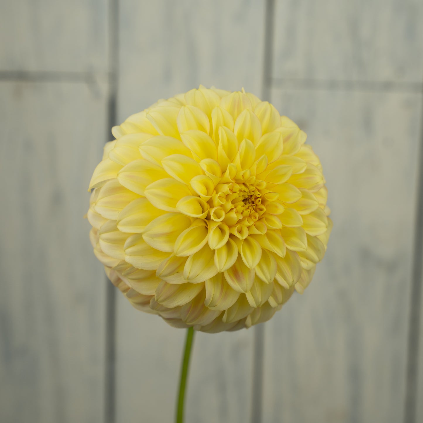 Bracken Sarah Dahlia Tuber- Coming 2027