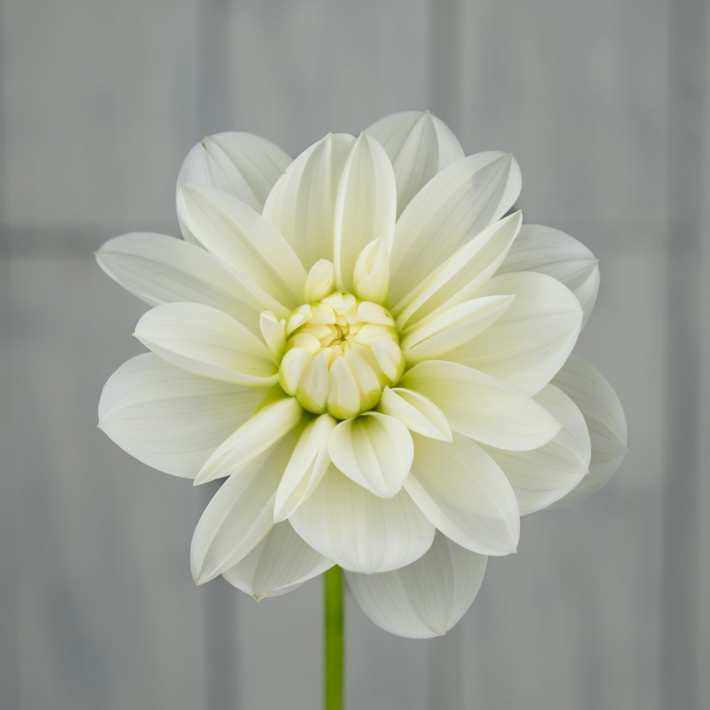 bridezilla dahlia tuber