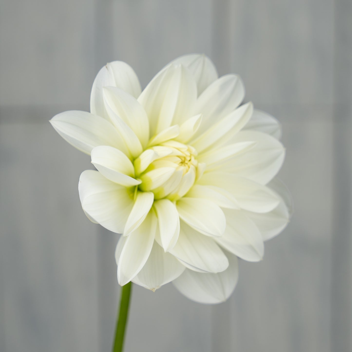 bridezilla dahlia tuber