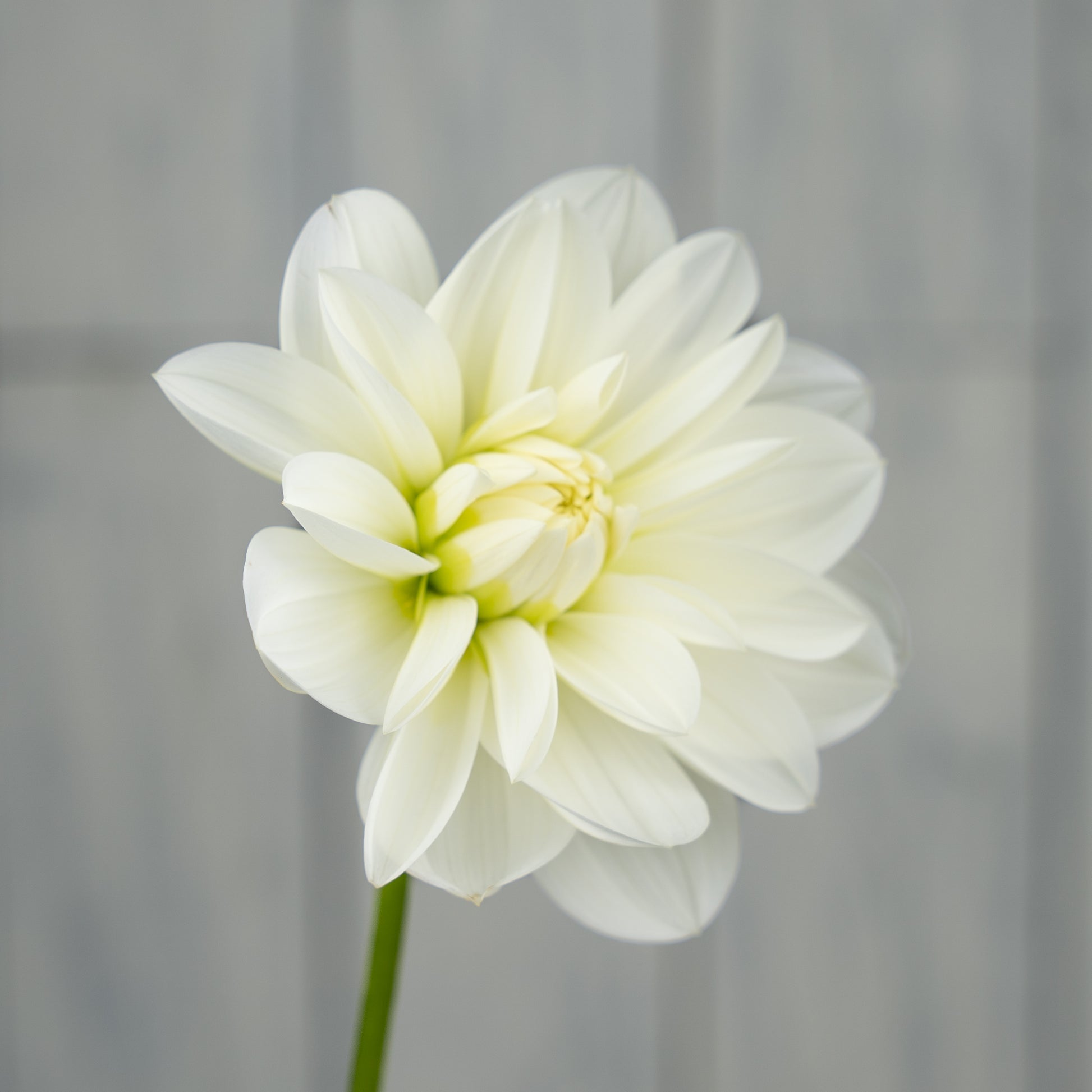 bridezilla dahlia tuber