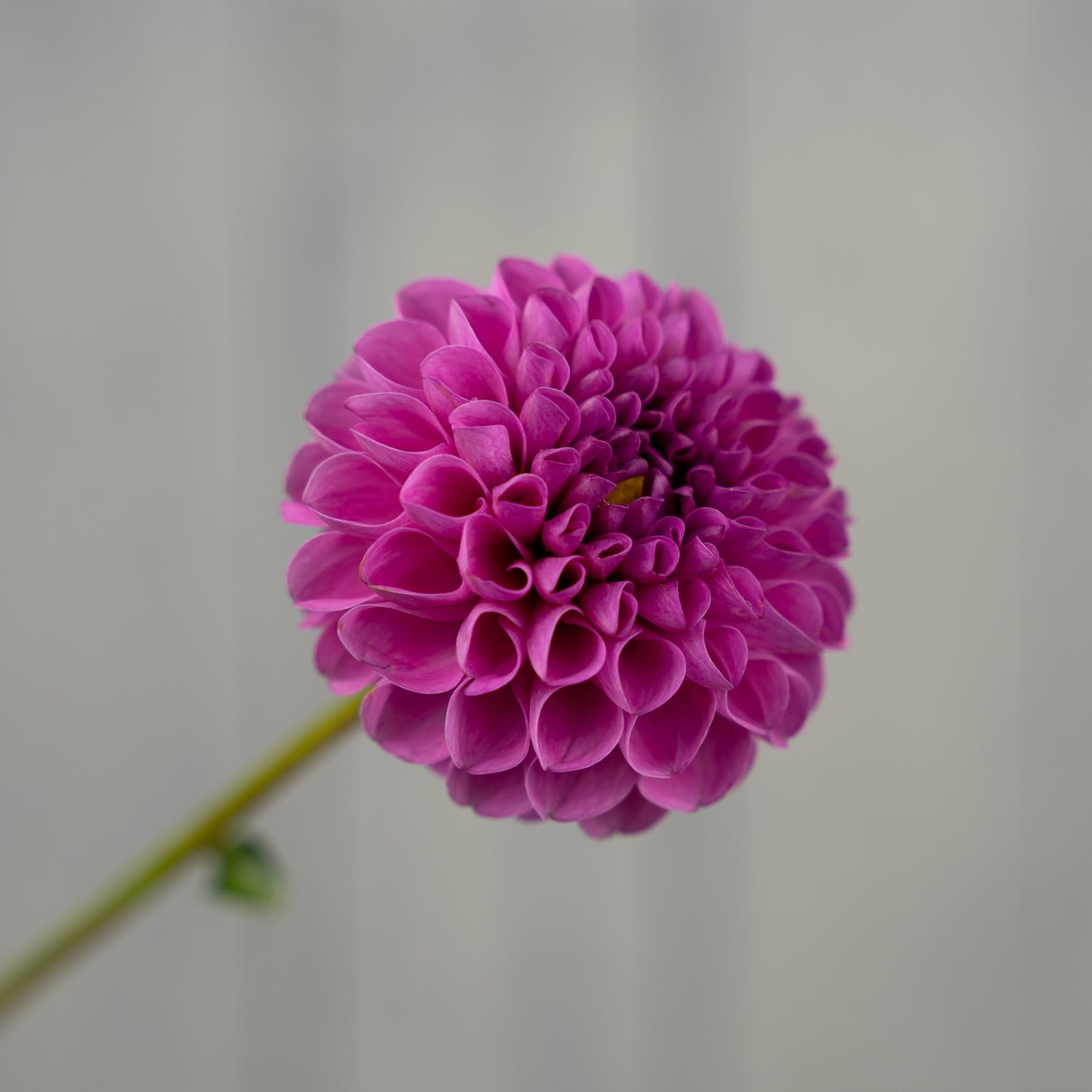 burlesca dahlia tuber