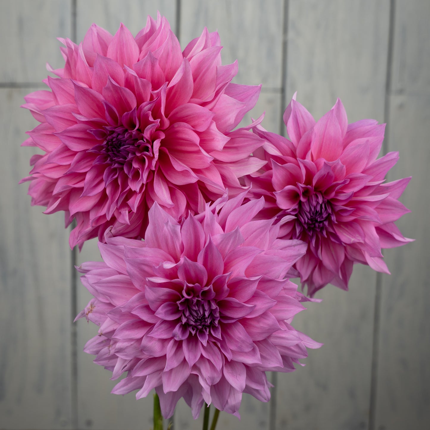Cafe au Lait Rose Dahlia Tuber- LIMIT 1