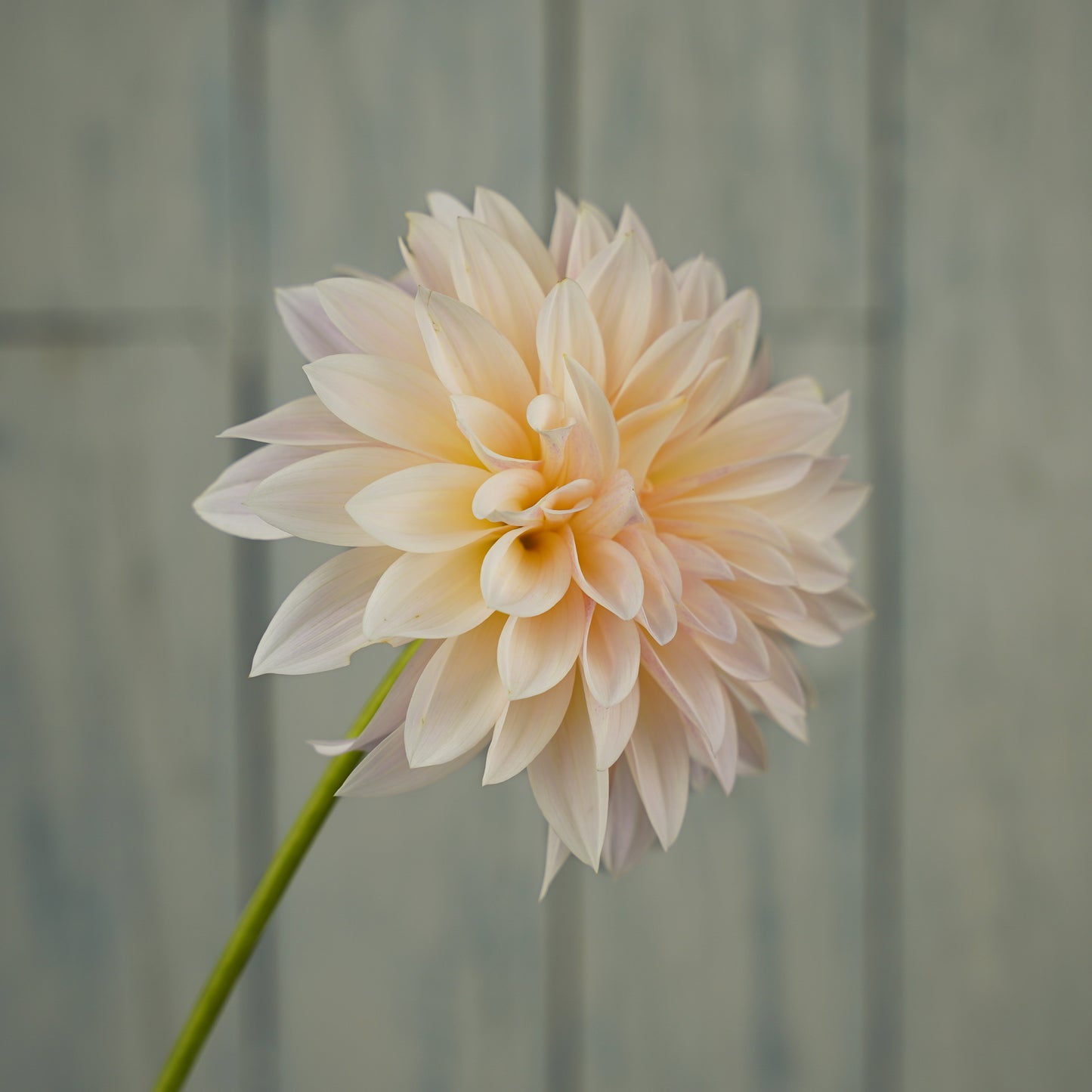 cafe au lait mini jolene dahlia tuber