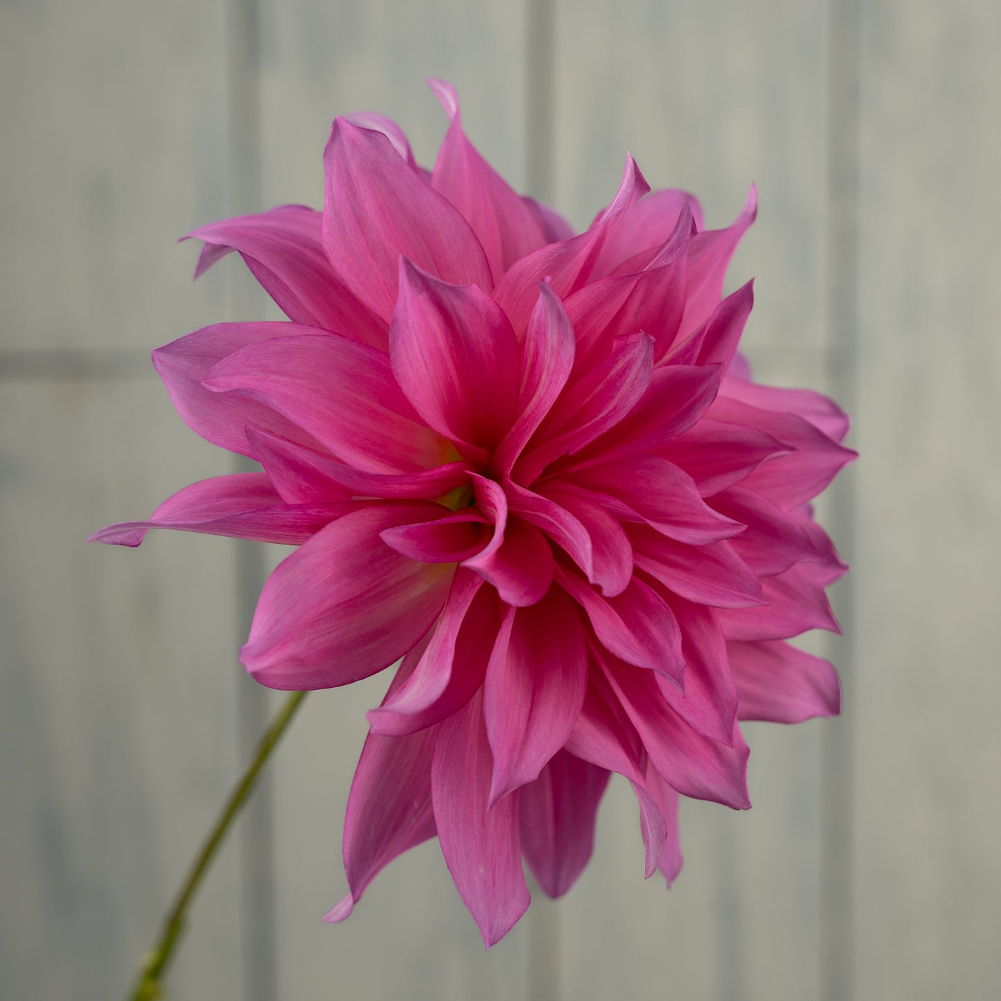 cafe au lait rose dahlia tuber