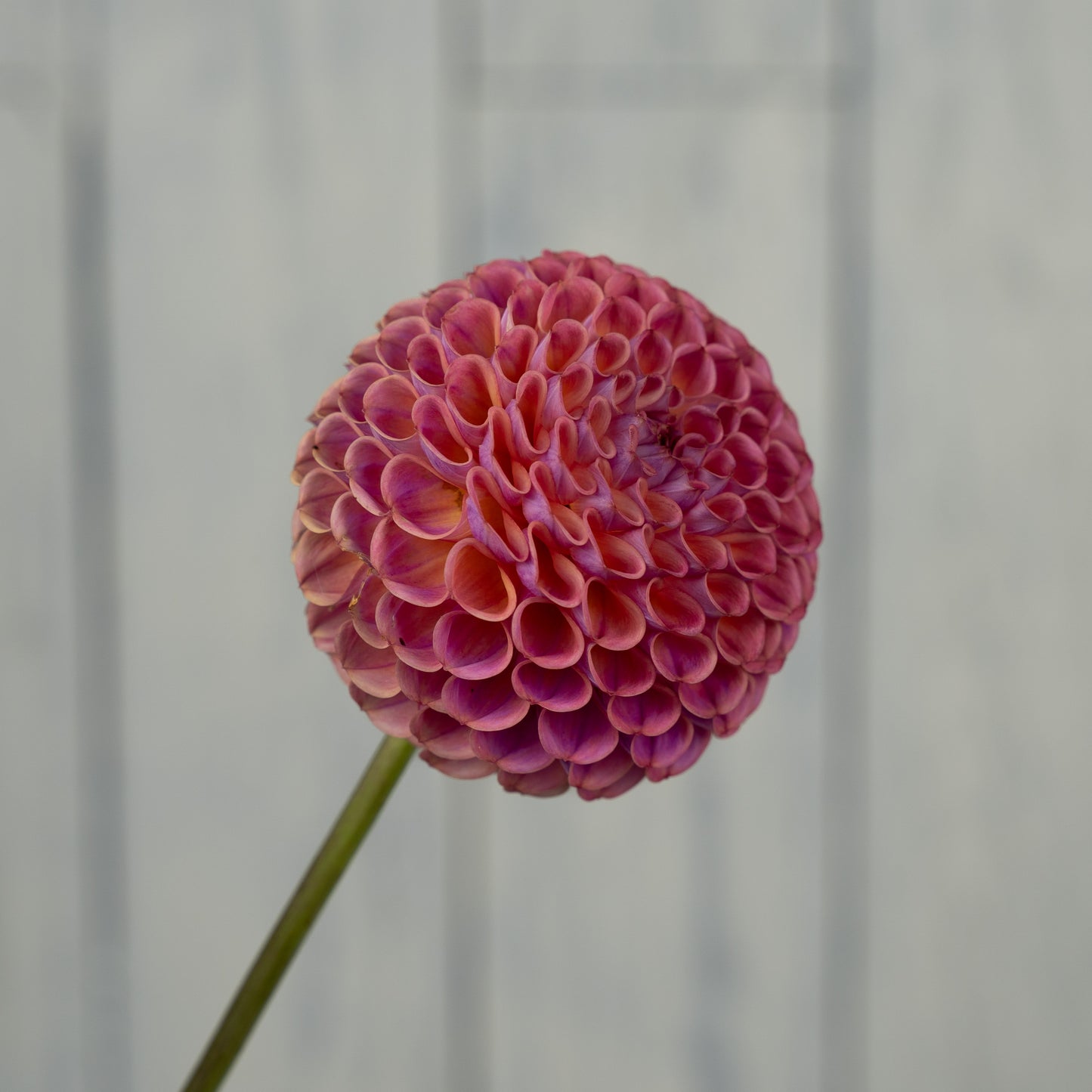 caitlins joy dahlia tuber