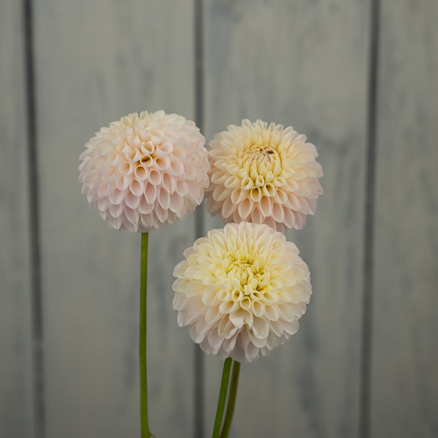 Camano Zoe- Potted Dahlia Plant
