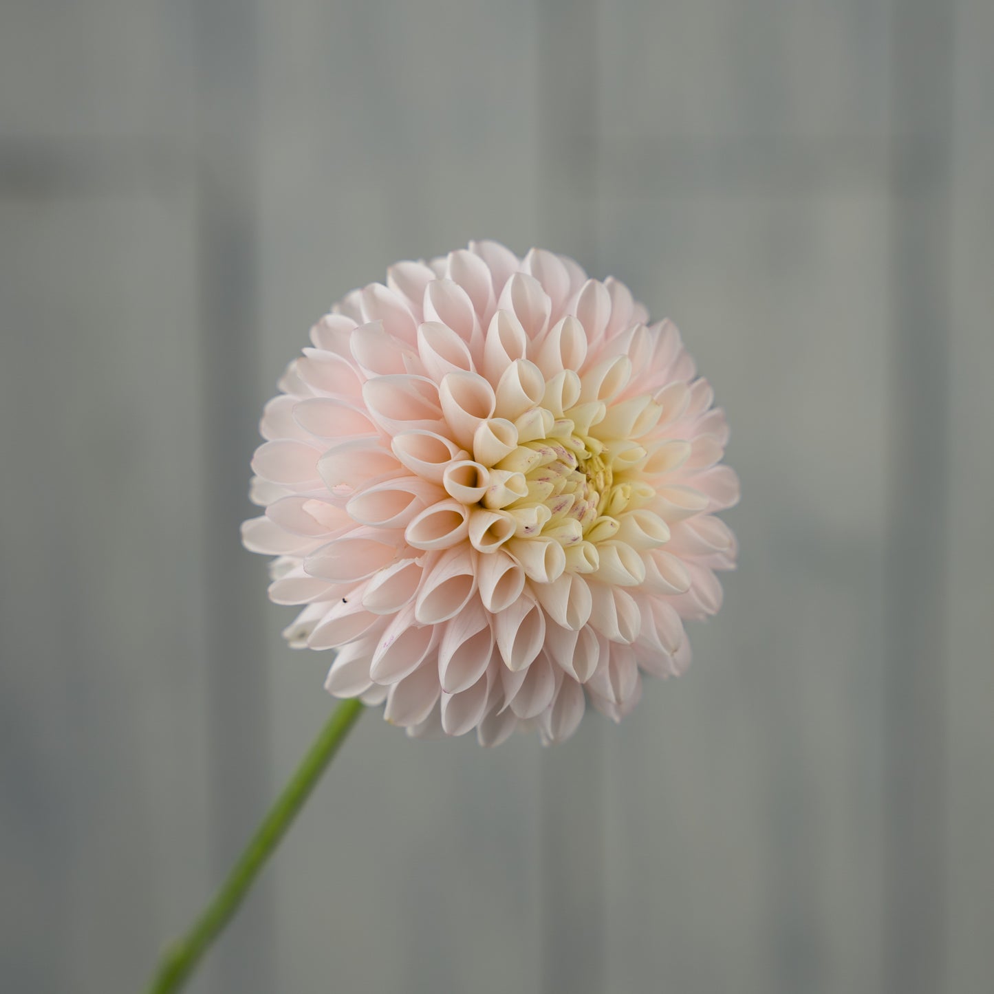 camano zoe dahlia tuber