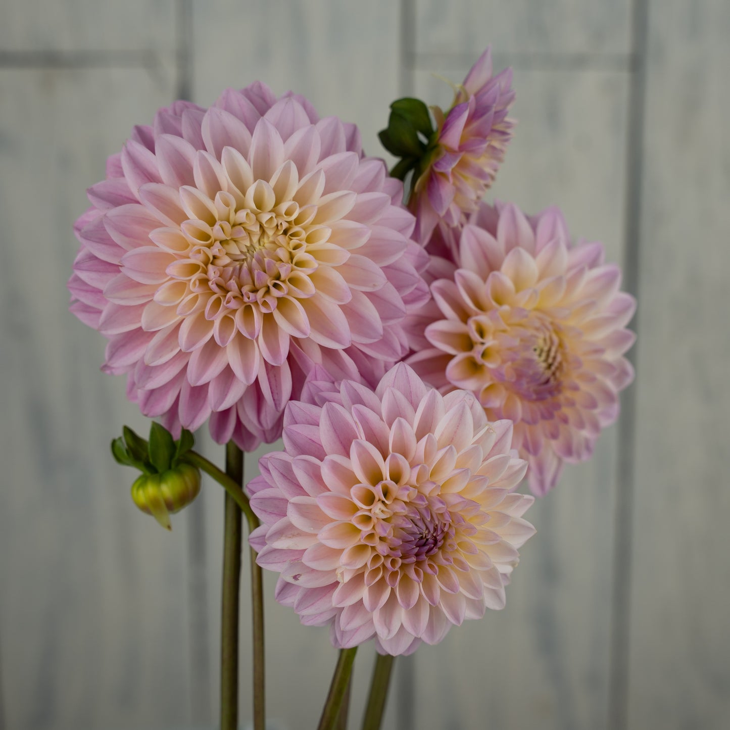 Castle Drive- Potted Dahlia Plant
