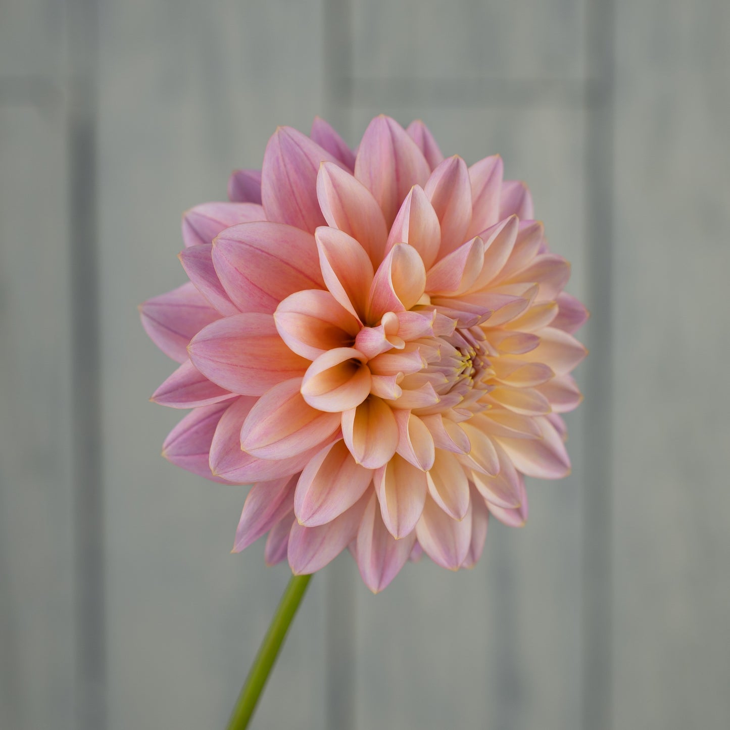 castle drive dahlia tuber