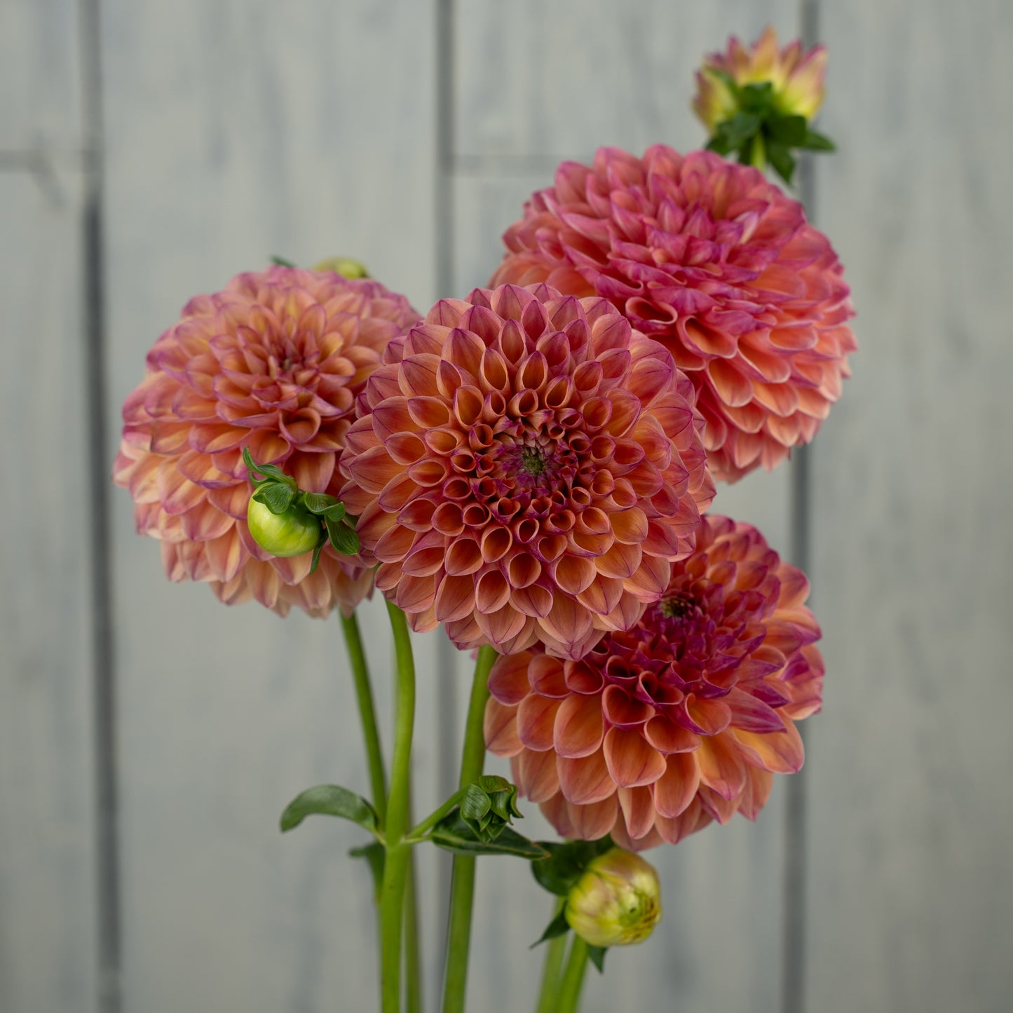 Cecil- Potted Dahlia Plant