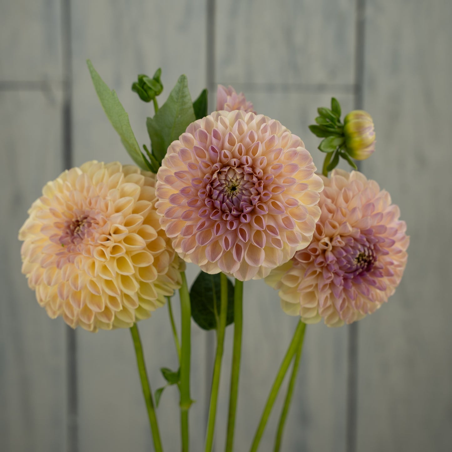 Clearview Peachy Dahlia Tuber
