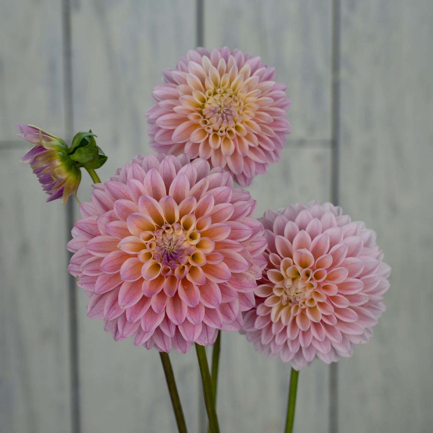 Coralie Dahlia Tuber