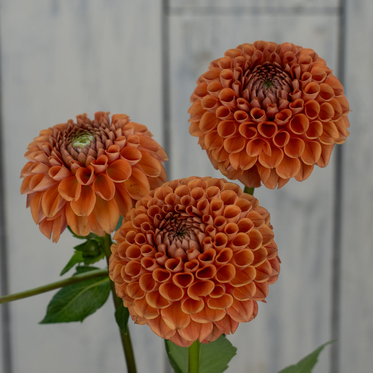 Cornel Bronze- Potted Dahlia Plant
