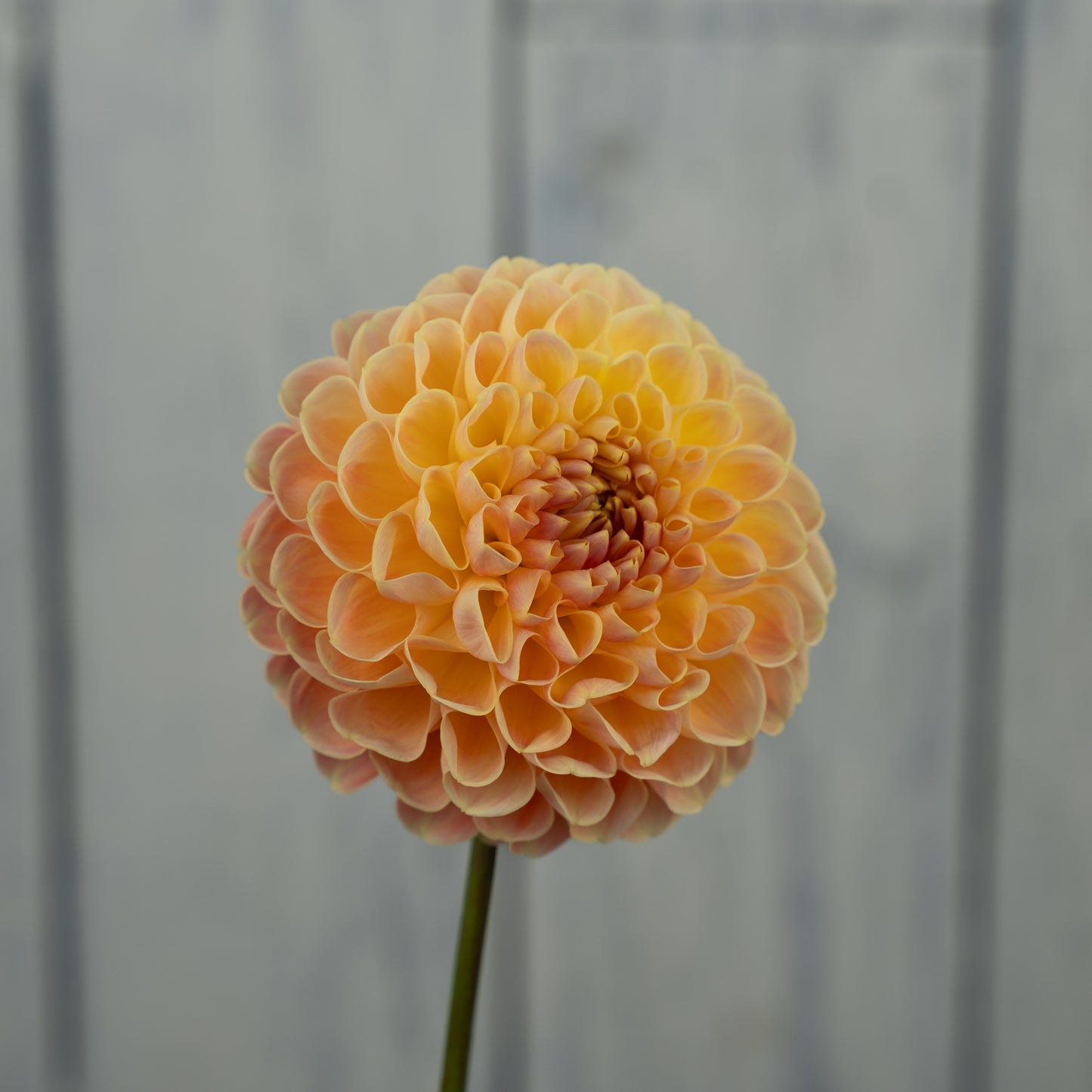 Crichton Honey Dahlia Tuber