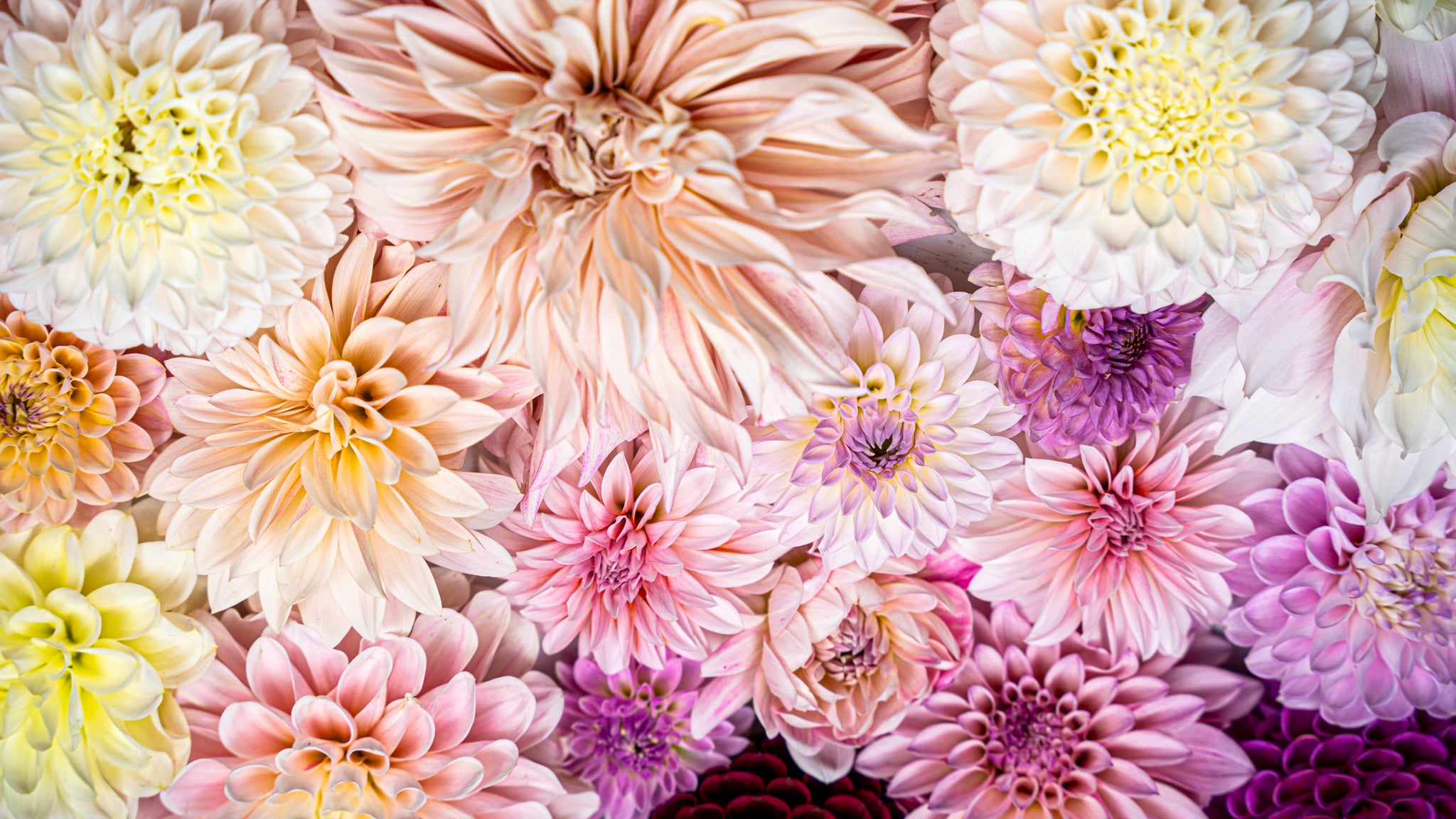 dahlia flowers