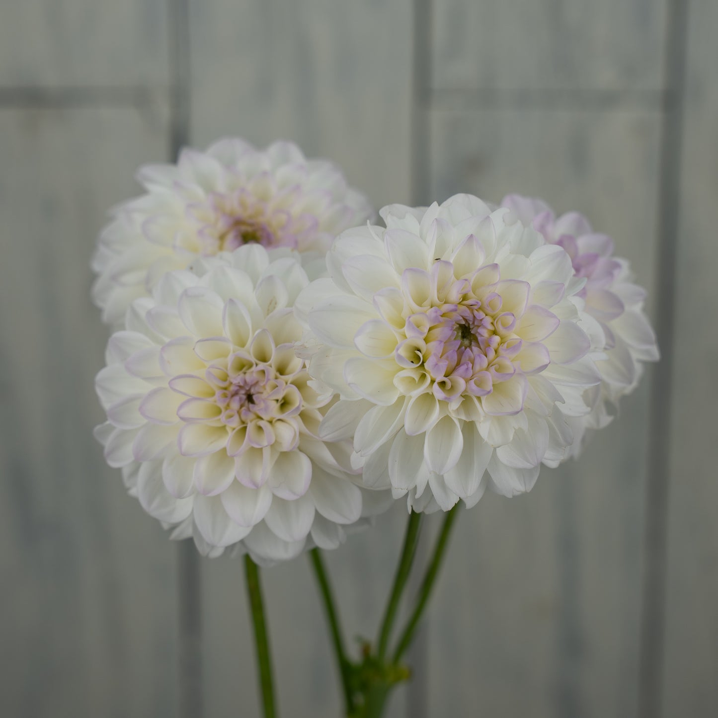 Eveline Dahlia Tuber