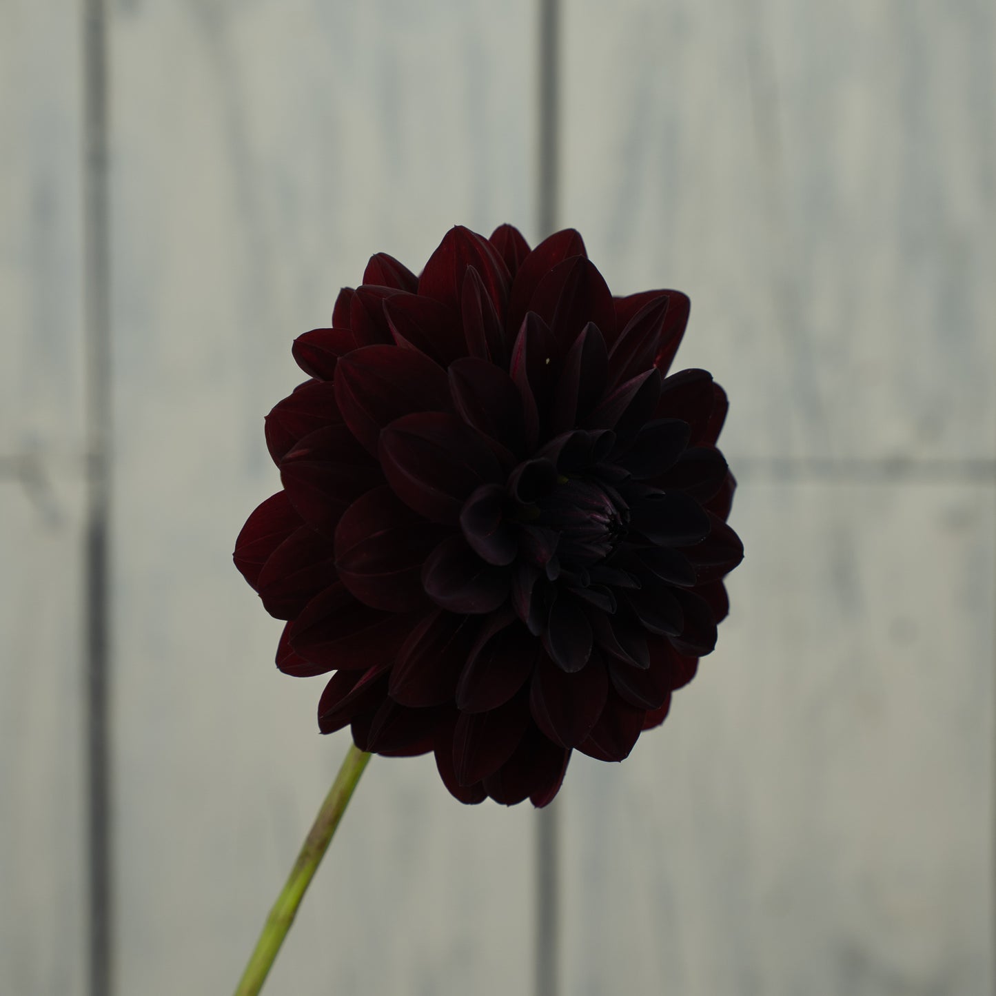 Fidalgo Knight Dahlia Tuber