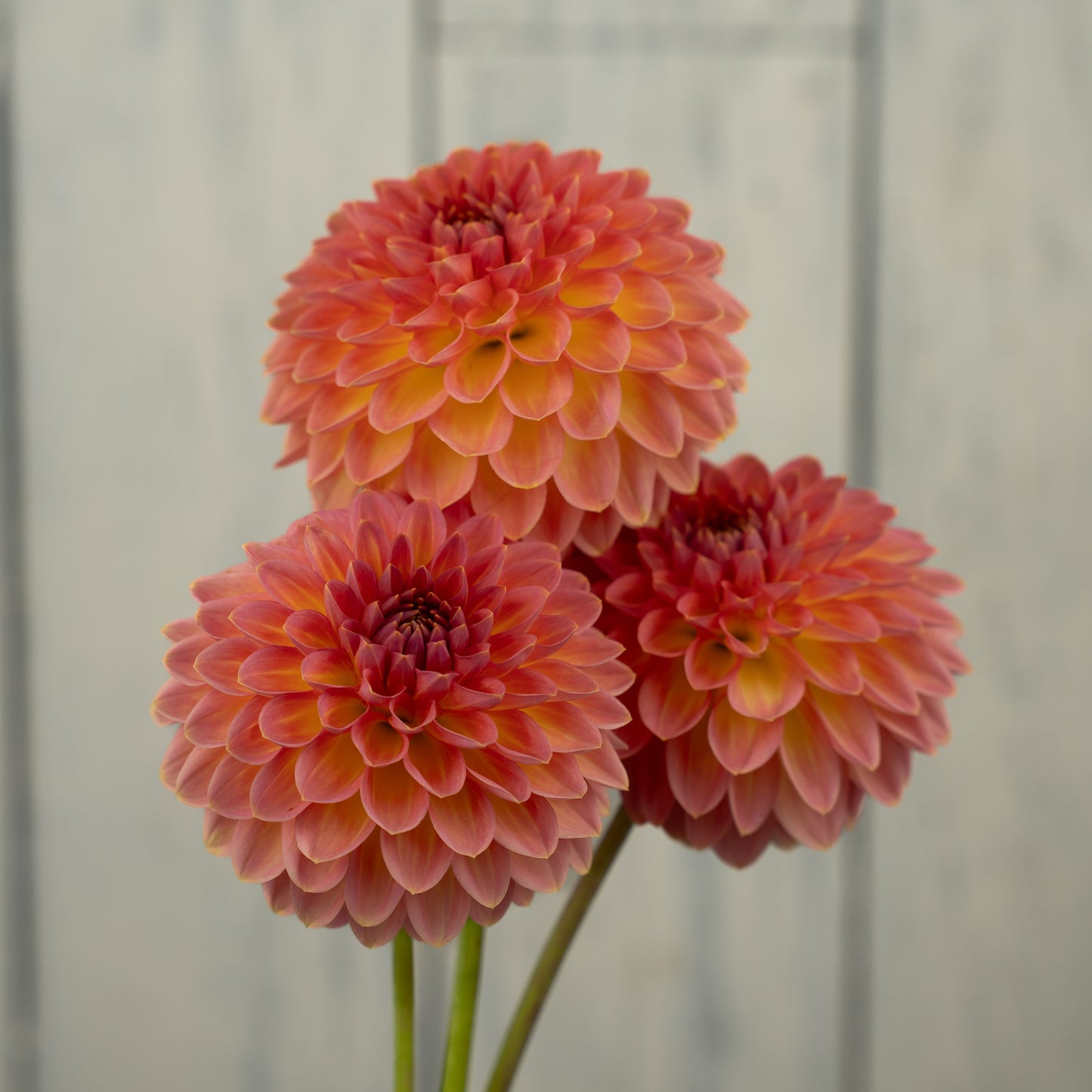 Hillcrest Suffusion Dahlia Tuber