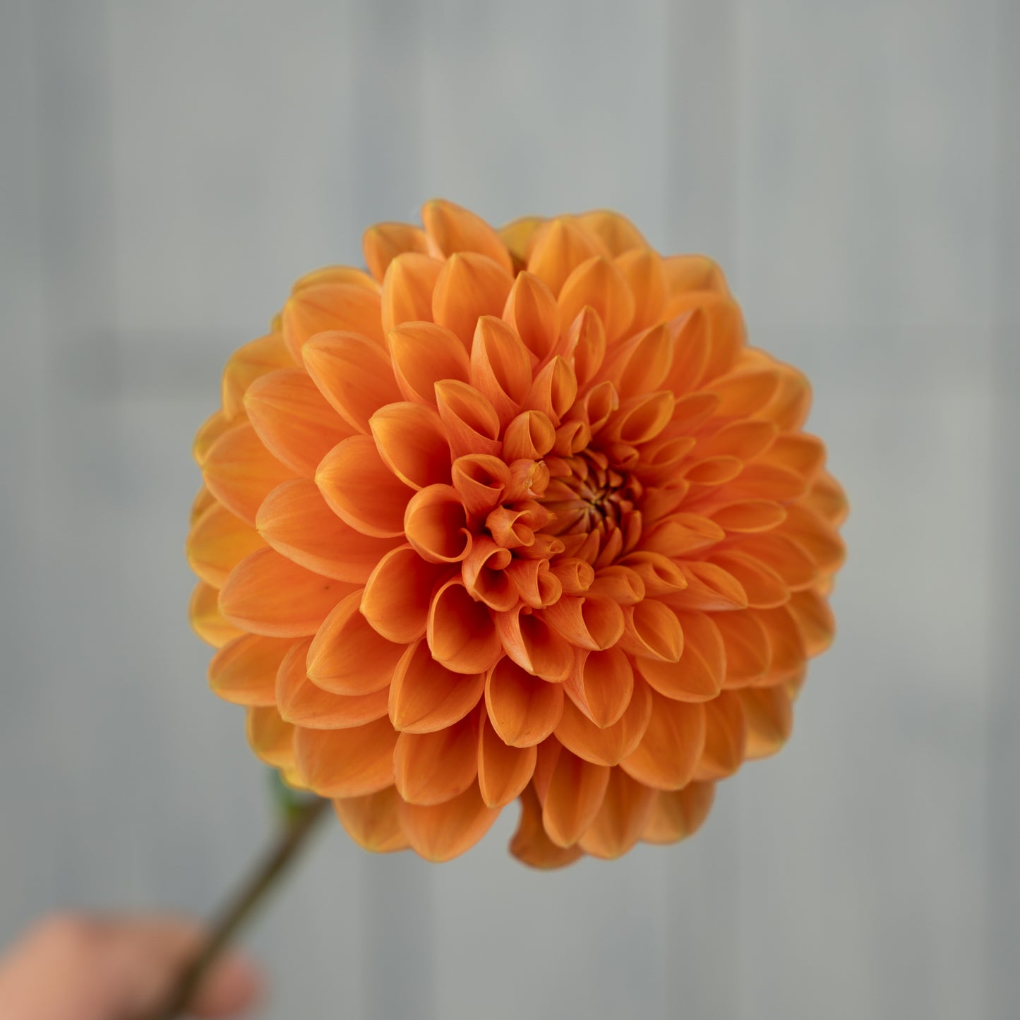 jowey linda dahlia tuber