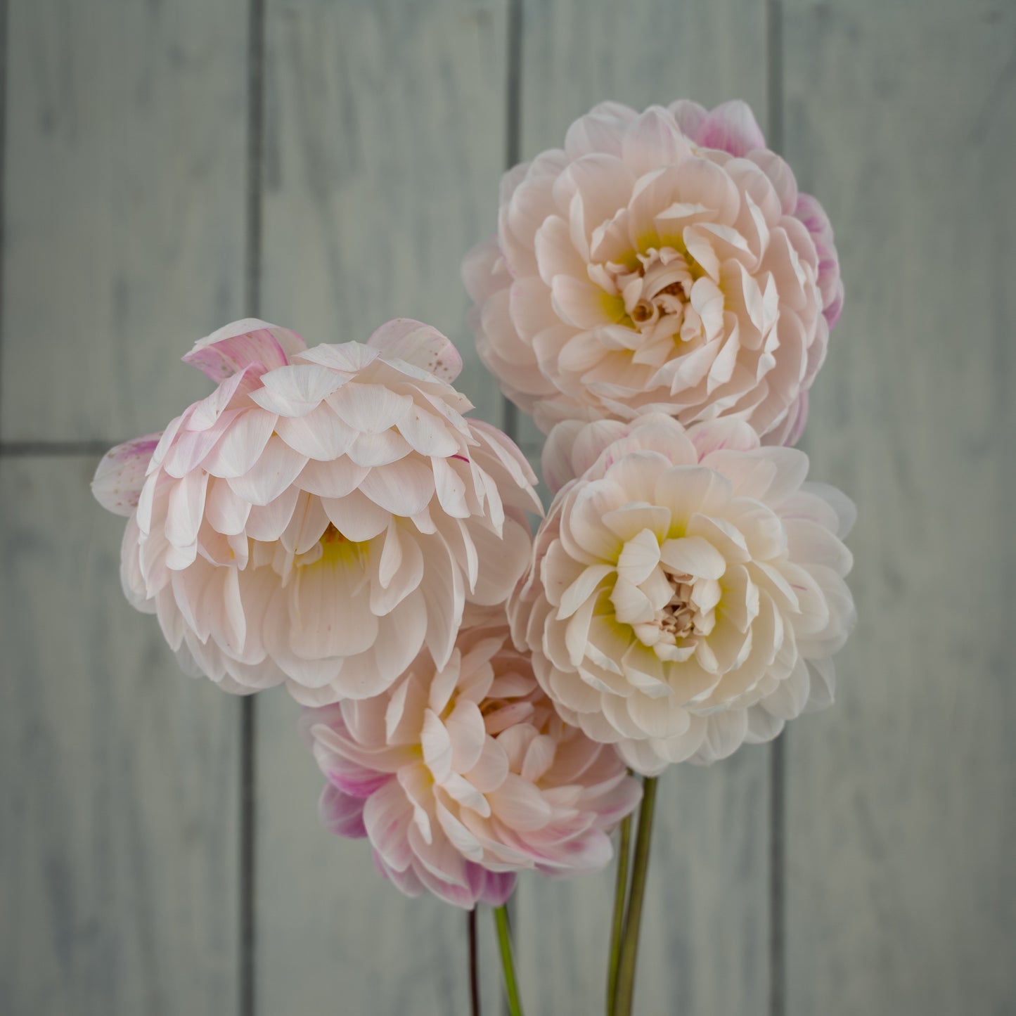 Kelgai Ann- Potted Dahlia Plant