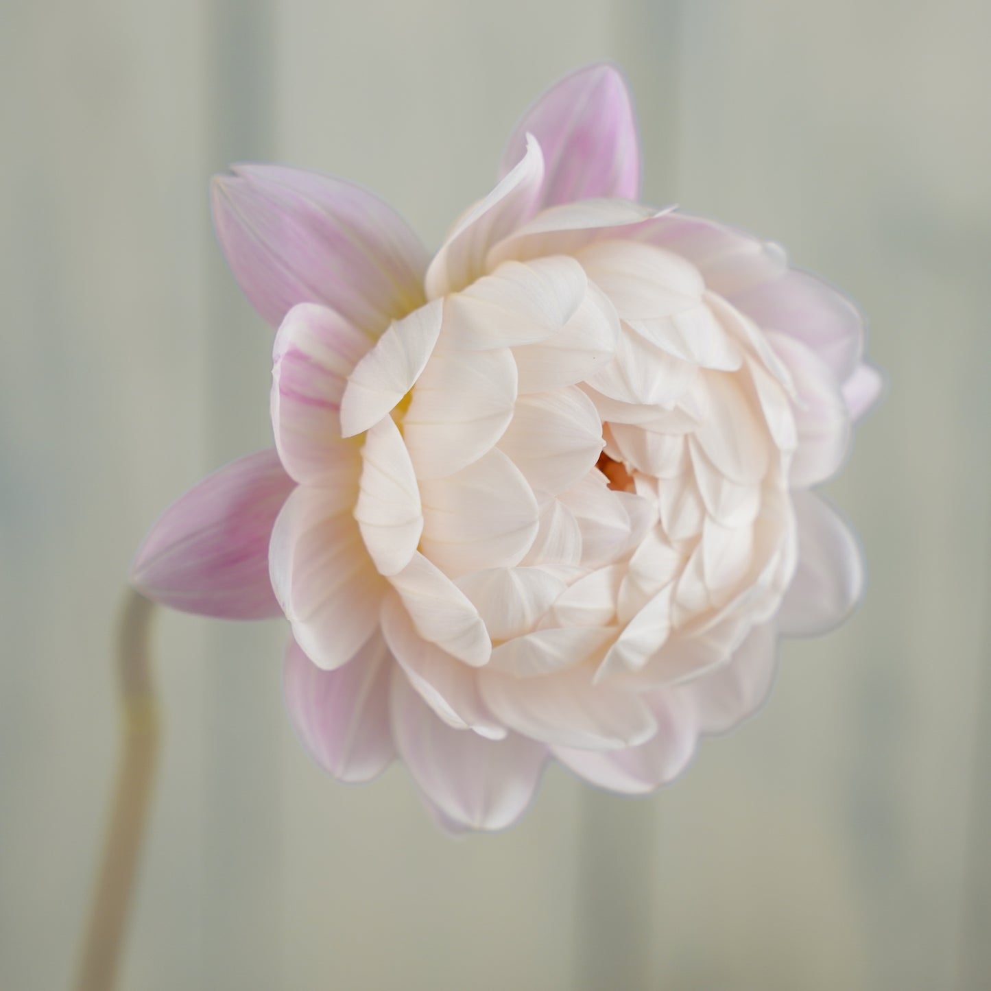 kelgai ann dahlia tuber