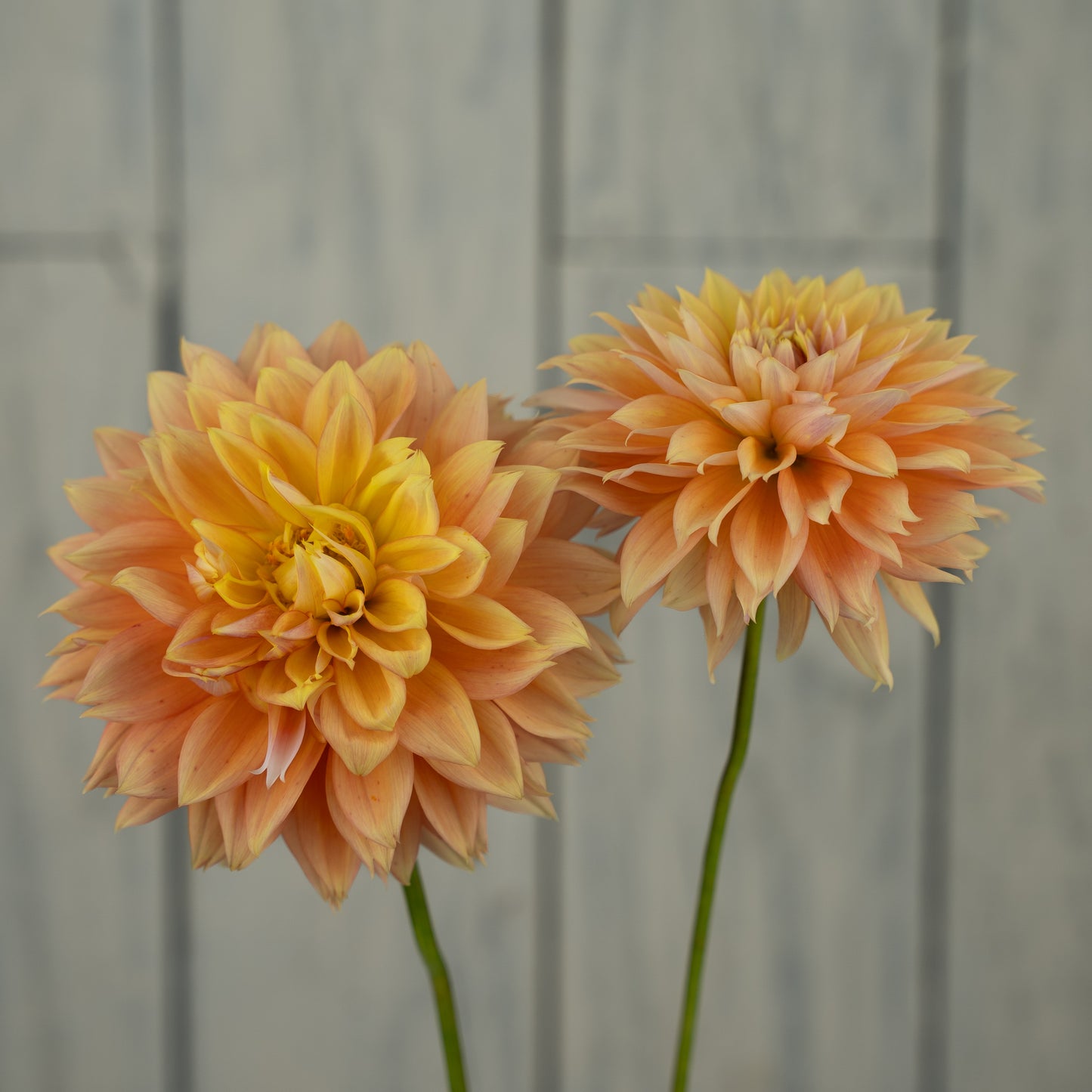 Kick Off Dahlia Tuber