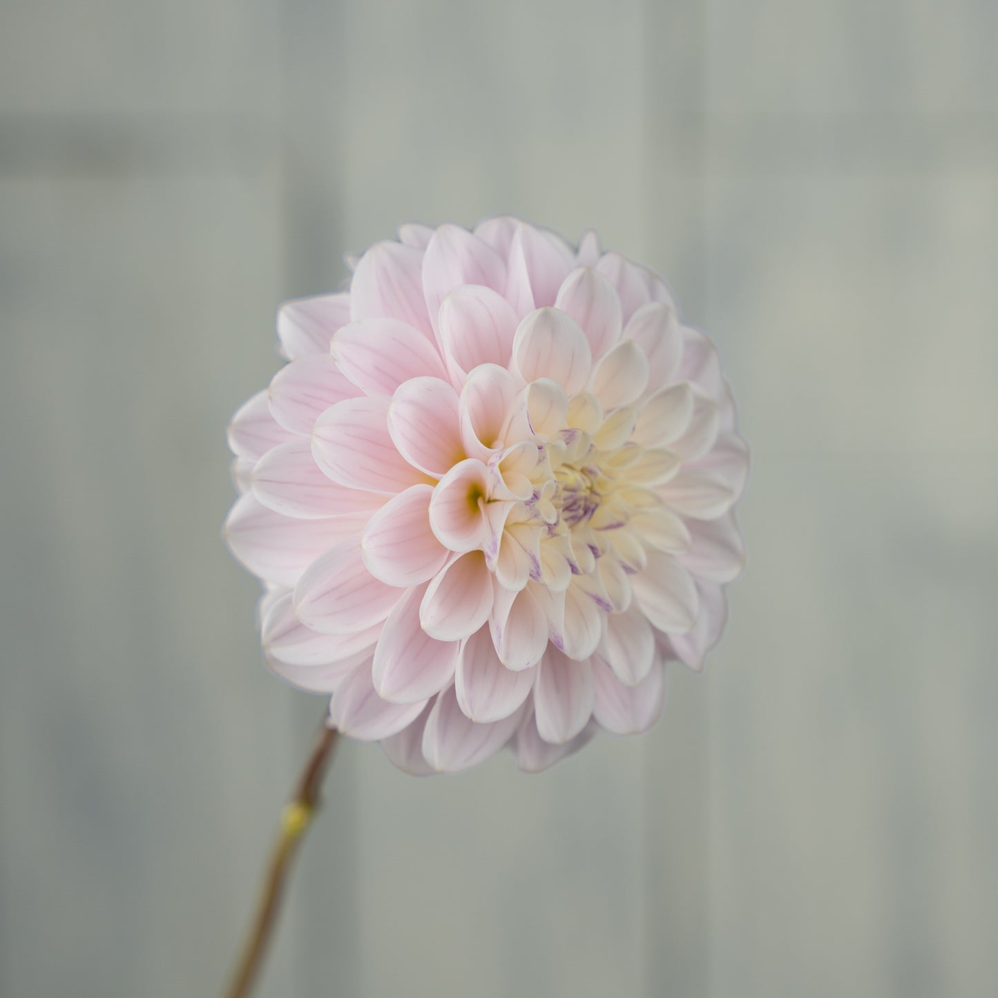 last dance dahlia tuber