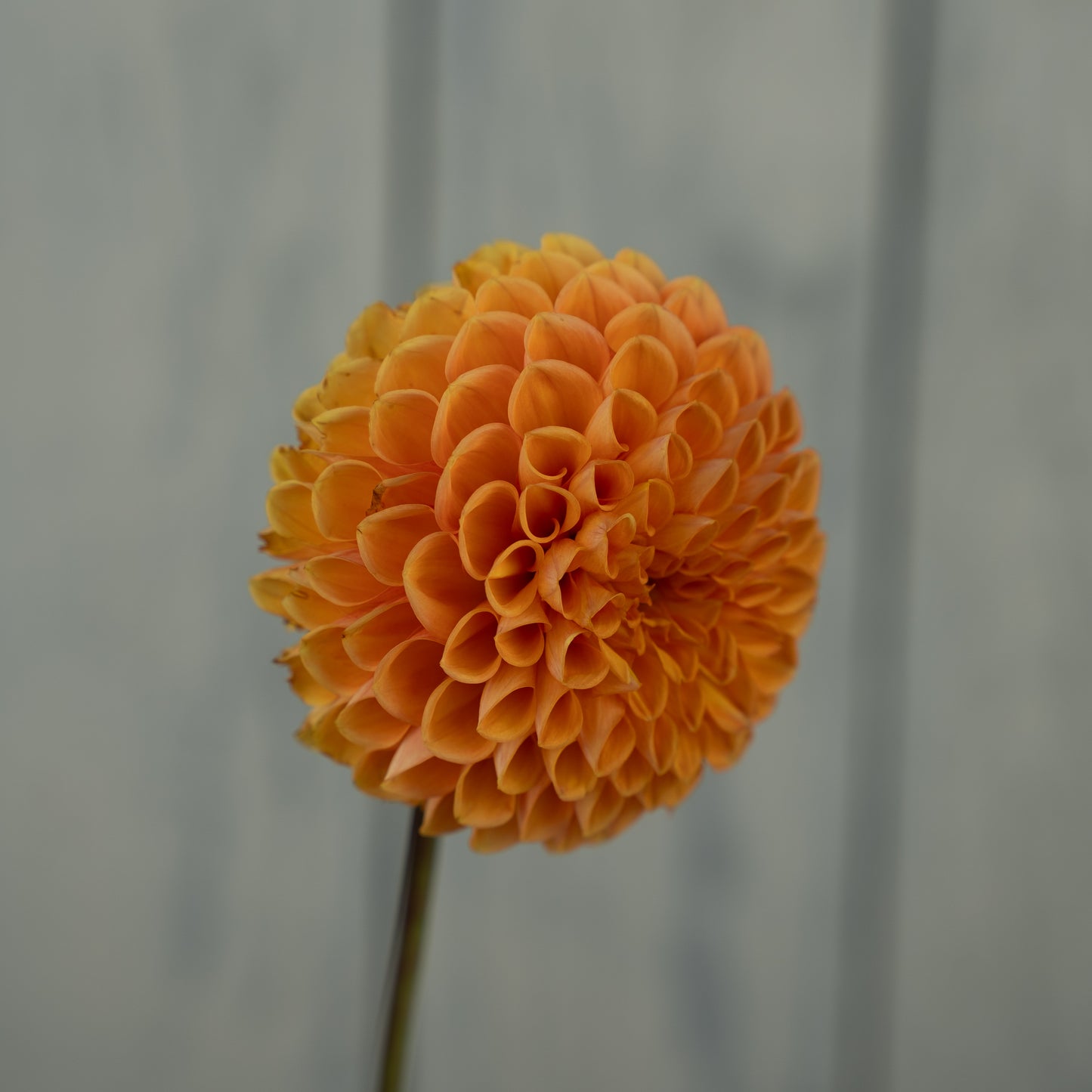 Maarn Dahlia Tuber