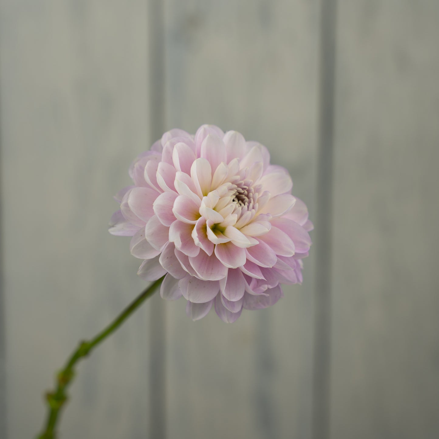 Marionberry Milkshake Dahlia Tuber