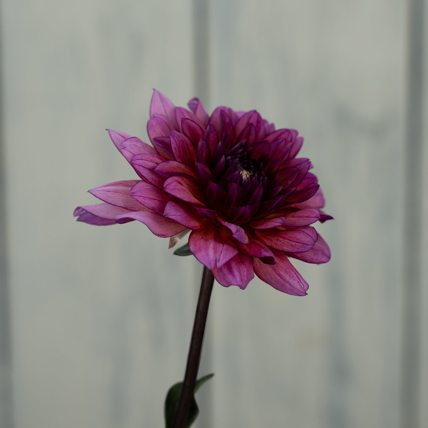 Molly Raven Dahlia Tuber